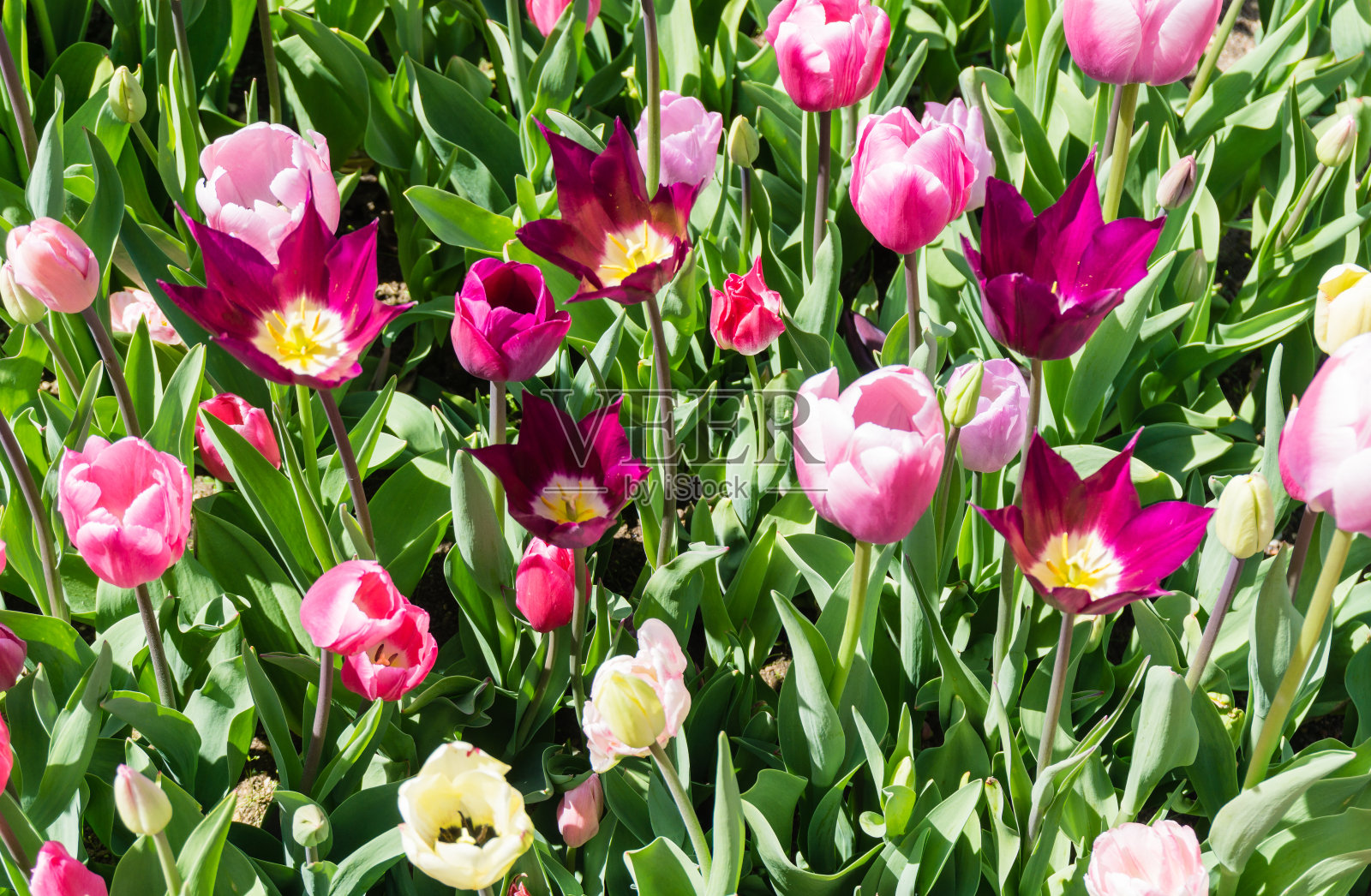 许多不同的粉红色郁金香照片摄影图片