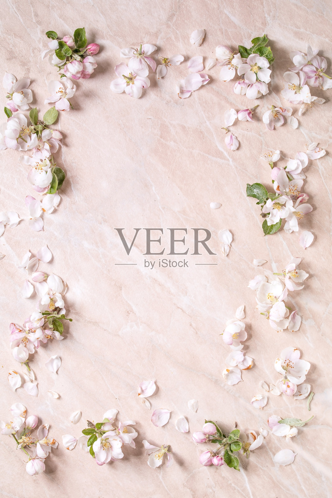 扁平苹果开花照片摄影图片