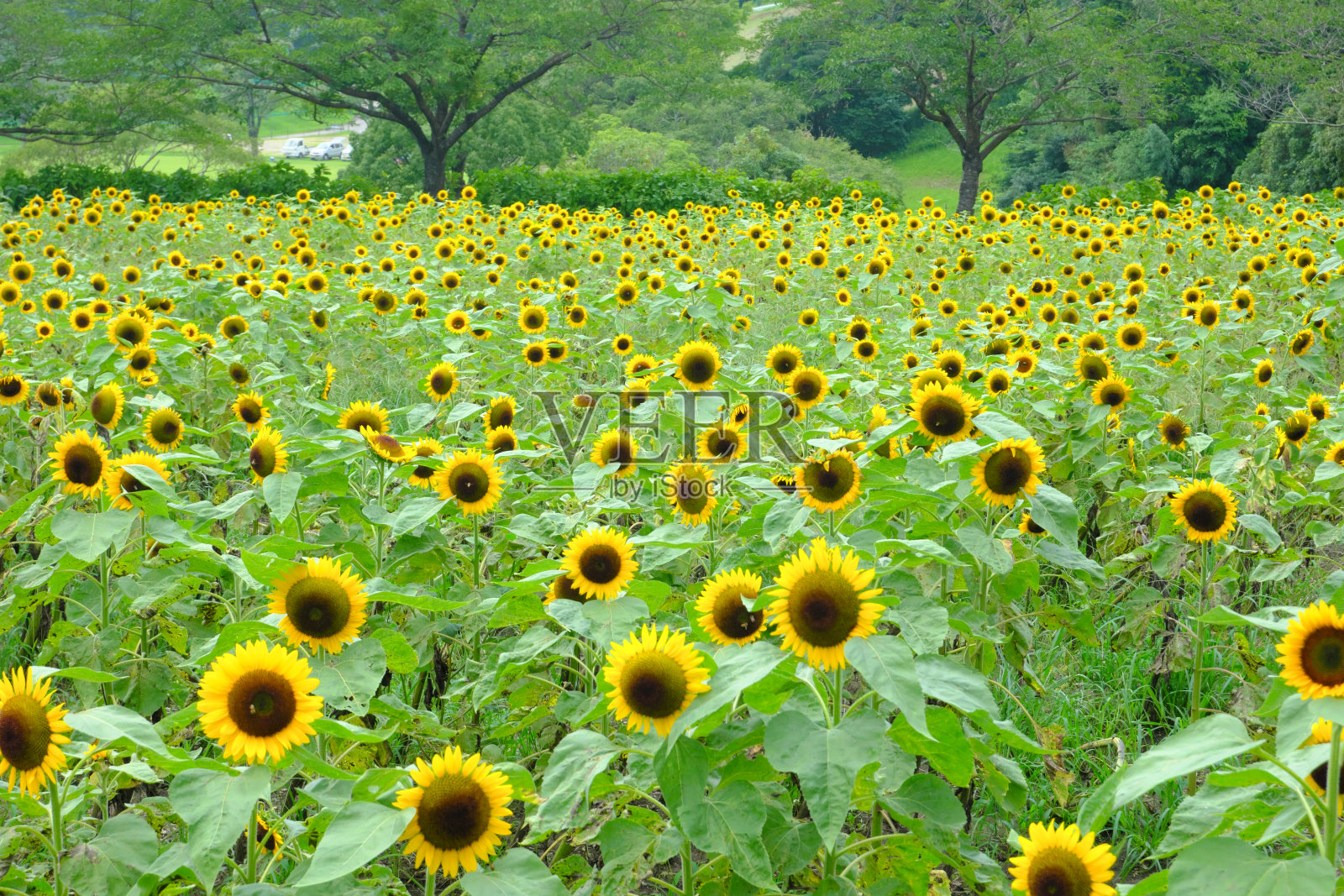 鹿儿岛都市农业中心,向日葵盛开照片摄影图片