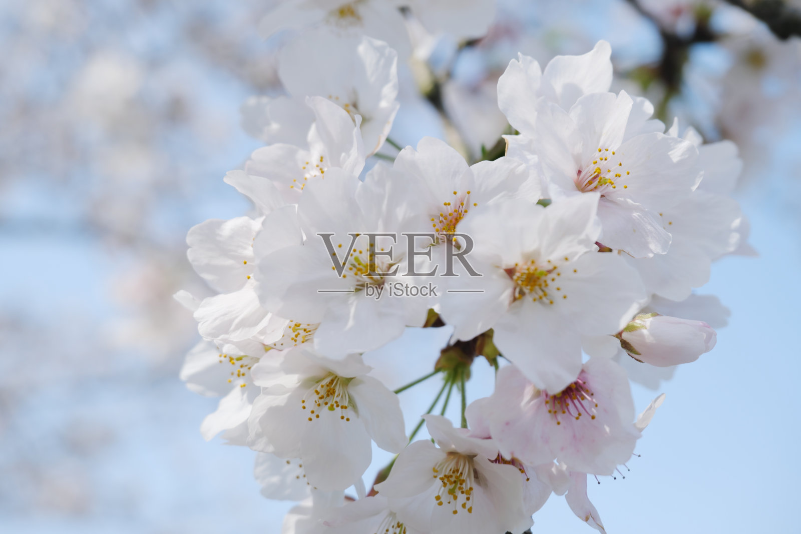 美丽的白色盛开的樱花照片摄影图片