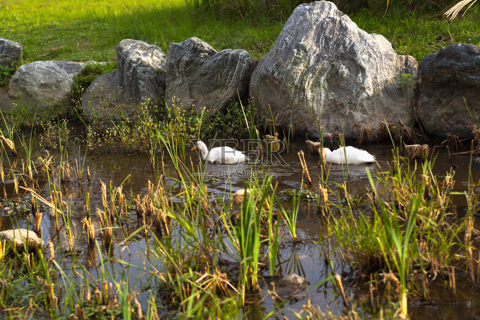 白鸭照片摄影图片