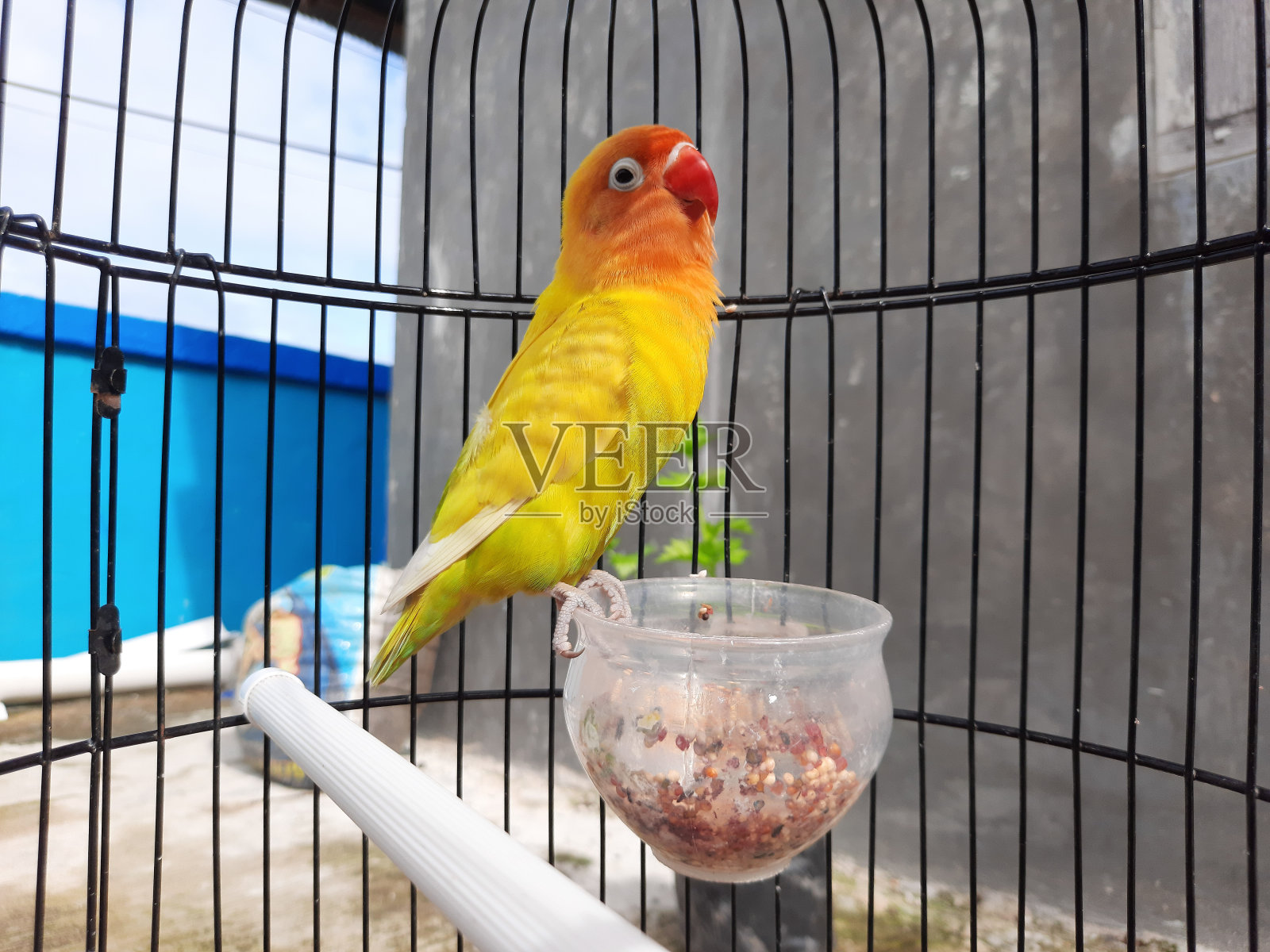 黄色的爱情鸟照片摄影图片