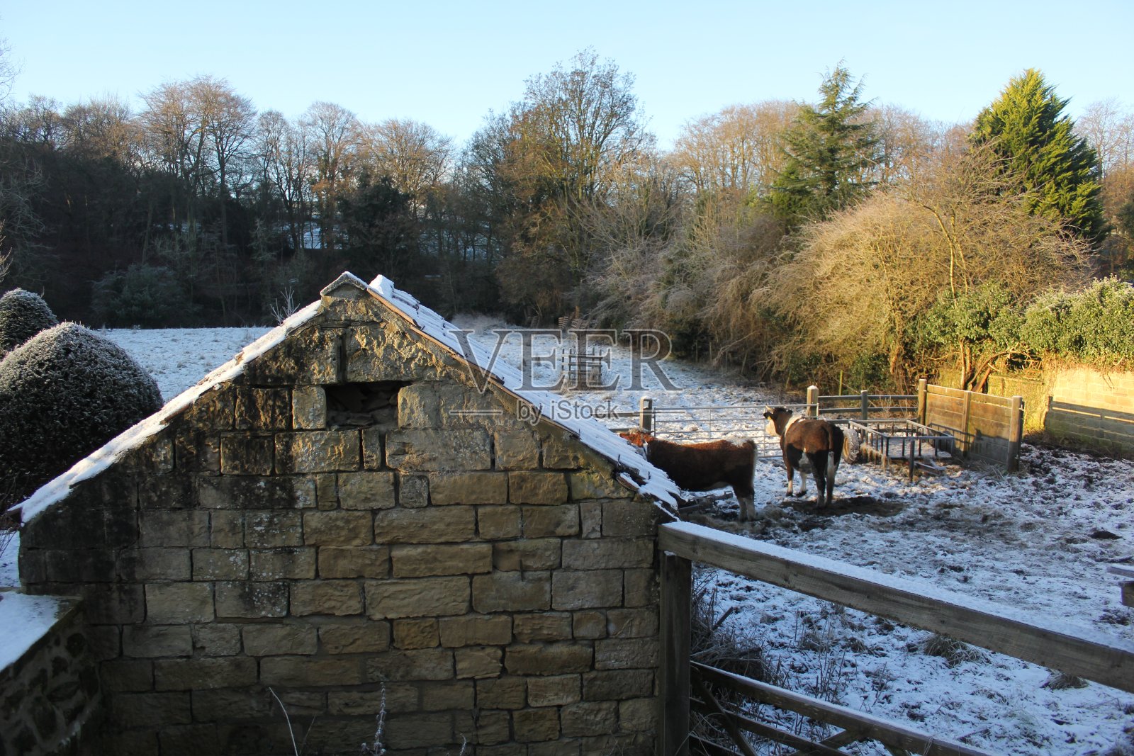 牛在雪照片摄影图片