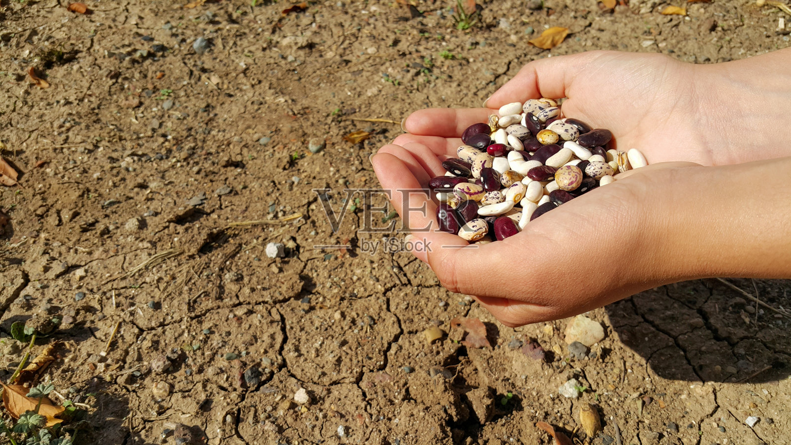红白两色的豆粒种子在一个农家女孩的手中,在花园的背景上。秋天播种。副本的空间。照片摄影图片
