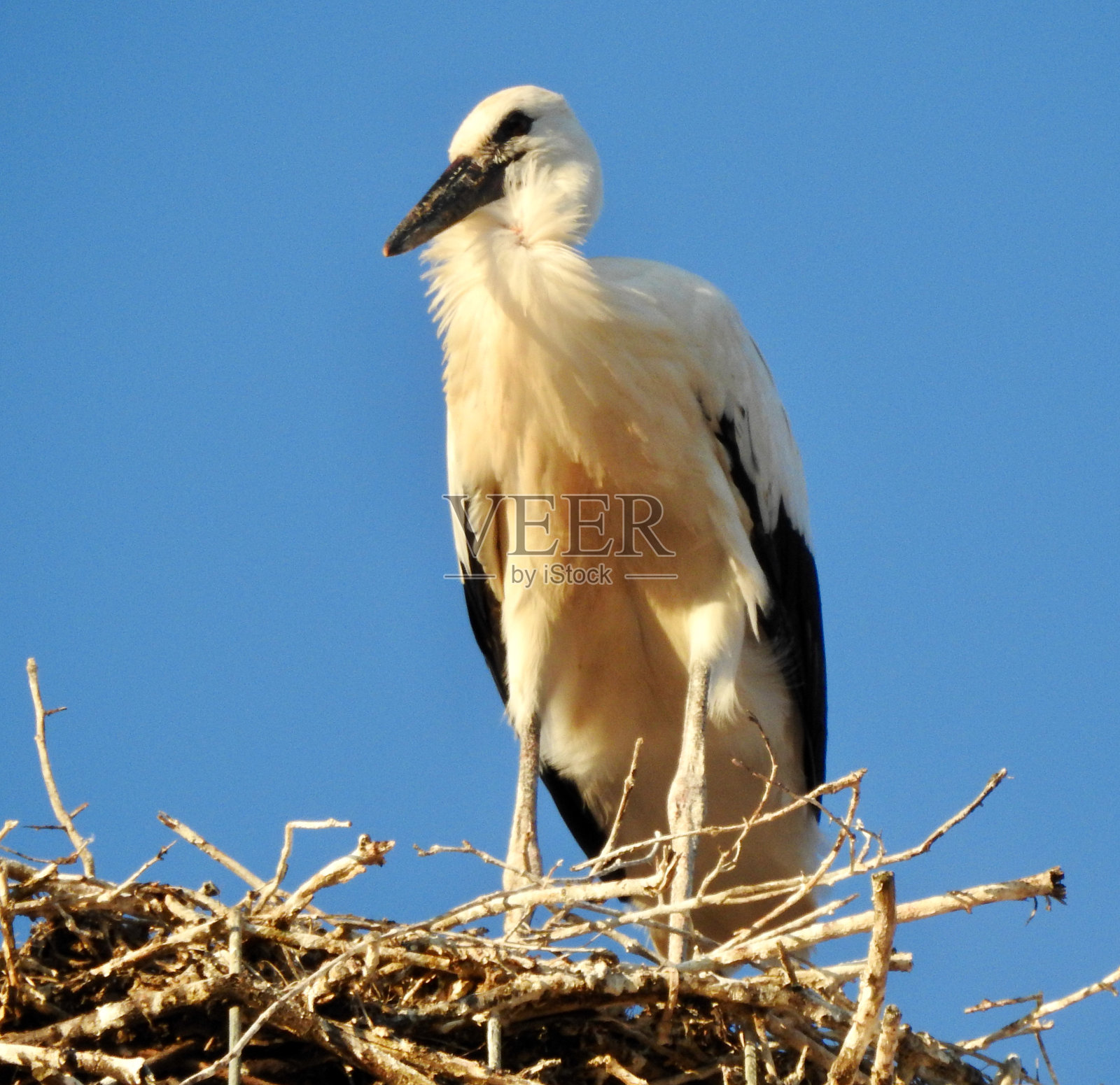 鹳照片摄影图片