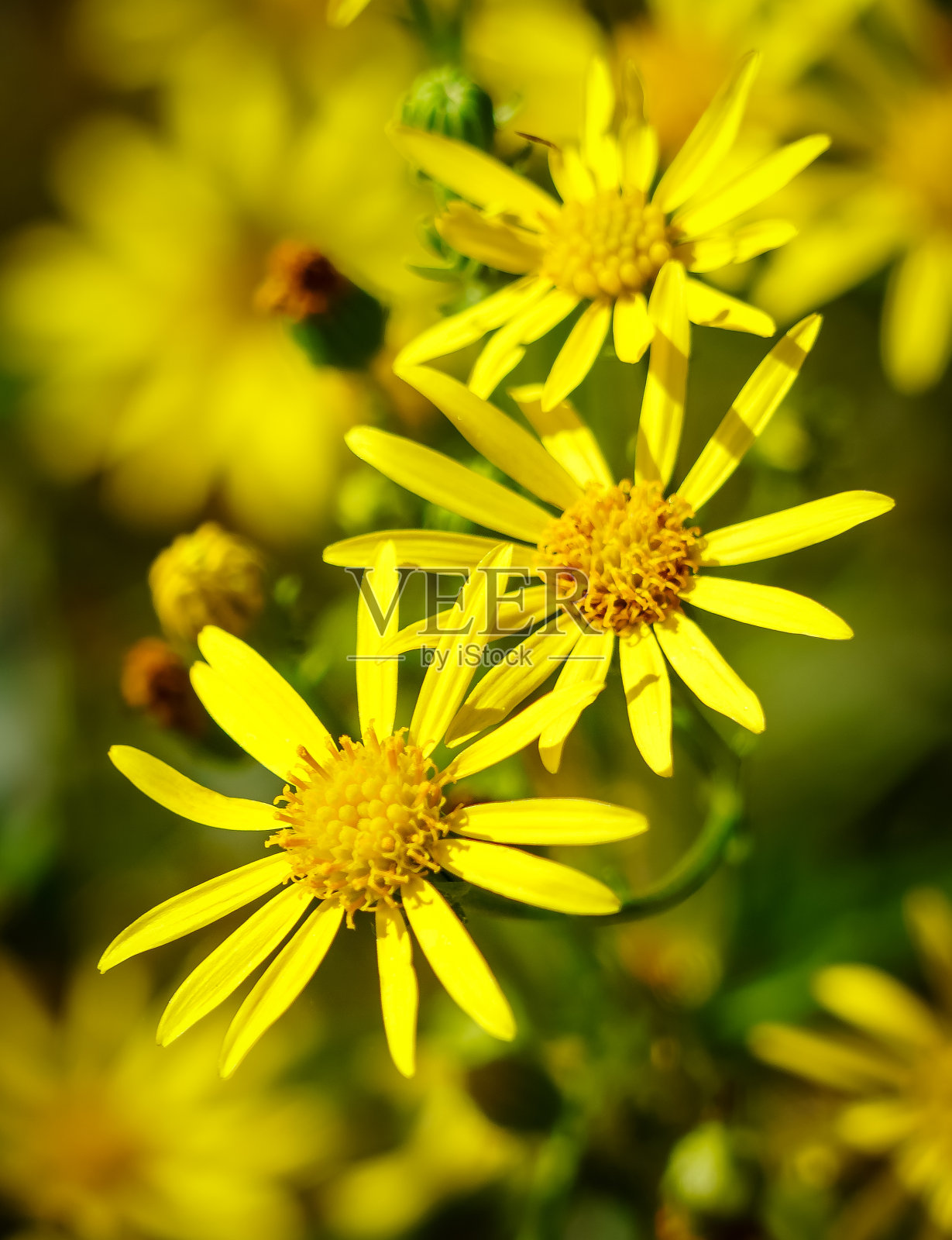 黄色的花在绿色的背景和昆虫蜜蜂在花和模糊。照片摄影图片