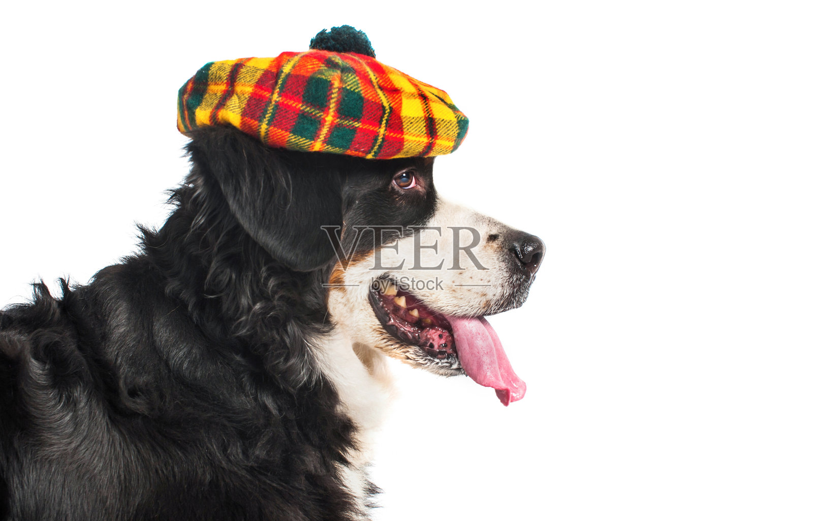 戴着苏格兰贝雷帽的伯尔尼山犬。特写镜头。在白色背景上隔离照片摄影图片