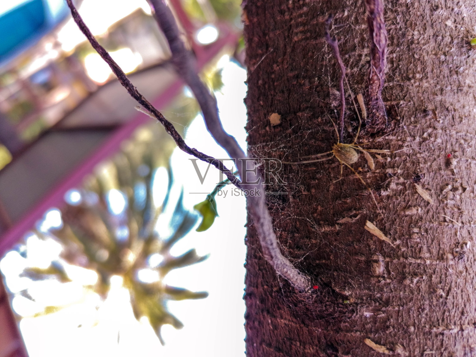 树蜘蛛网照片摄影图片