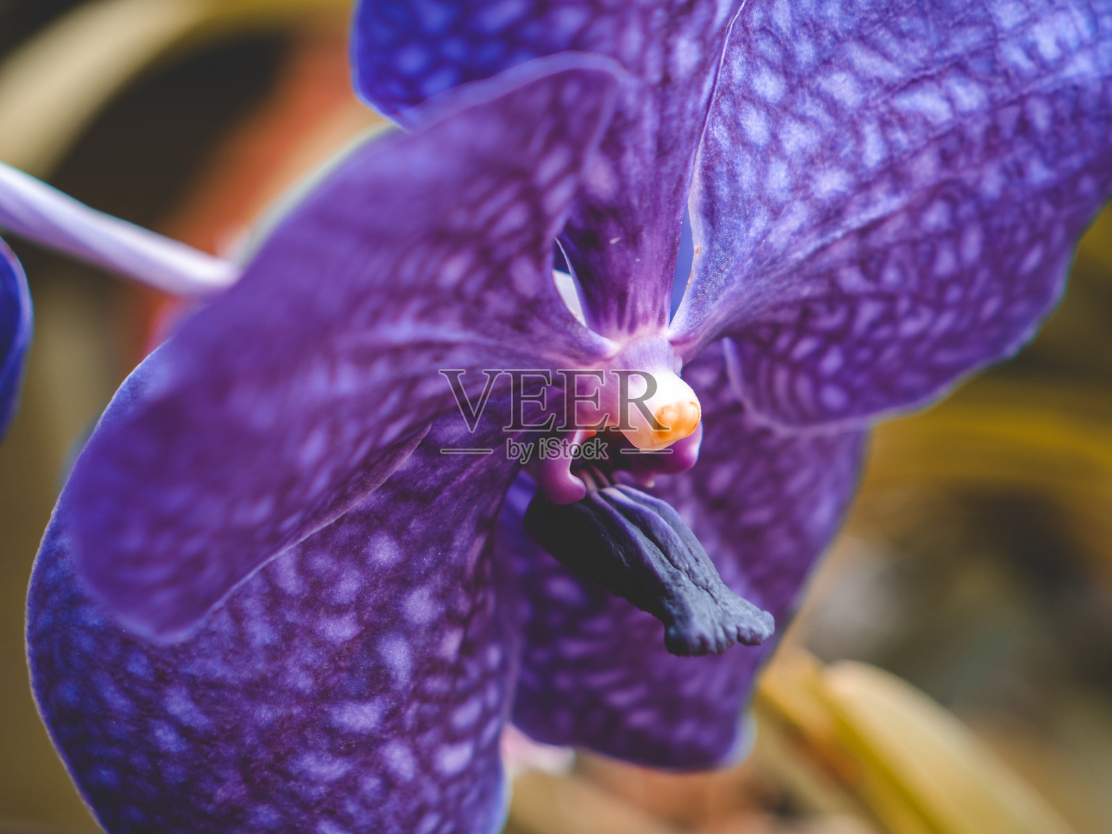 微距调色照片的野生紫罗兰兰花花照片摄影图片