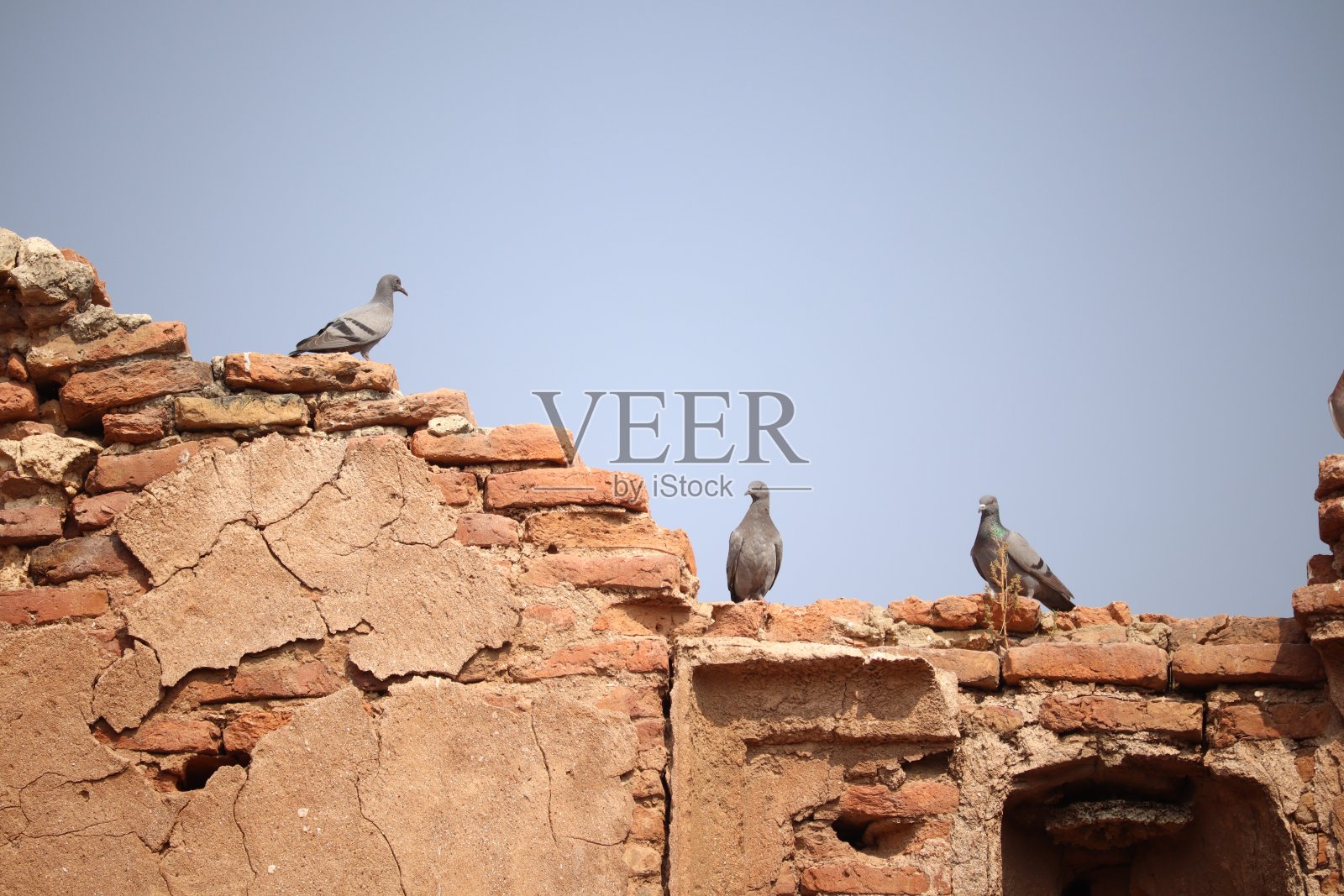 鸽子照片摄影图片