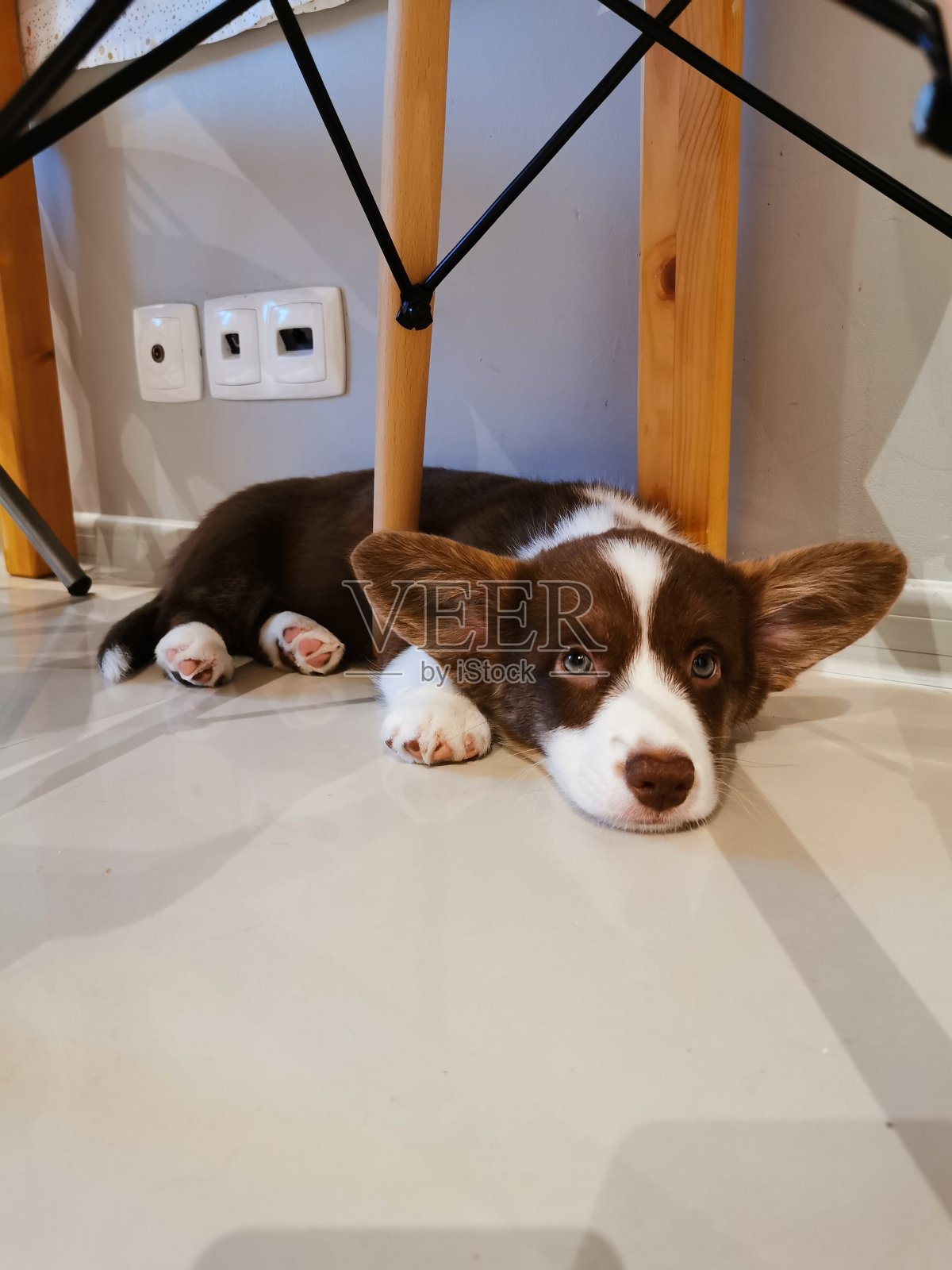 威尔士柯基犬开襟羊毛衫,2.5个月大的雌性小狗。无格式-棕色,白色爪子和白色胸部。躺在桌子下面椅子腿之间。照片摄影图片