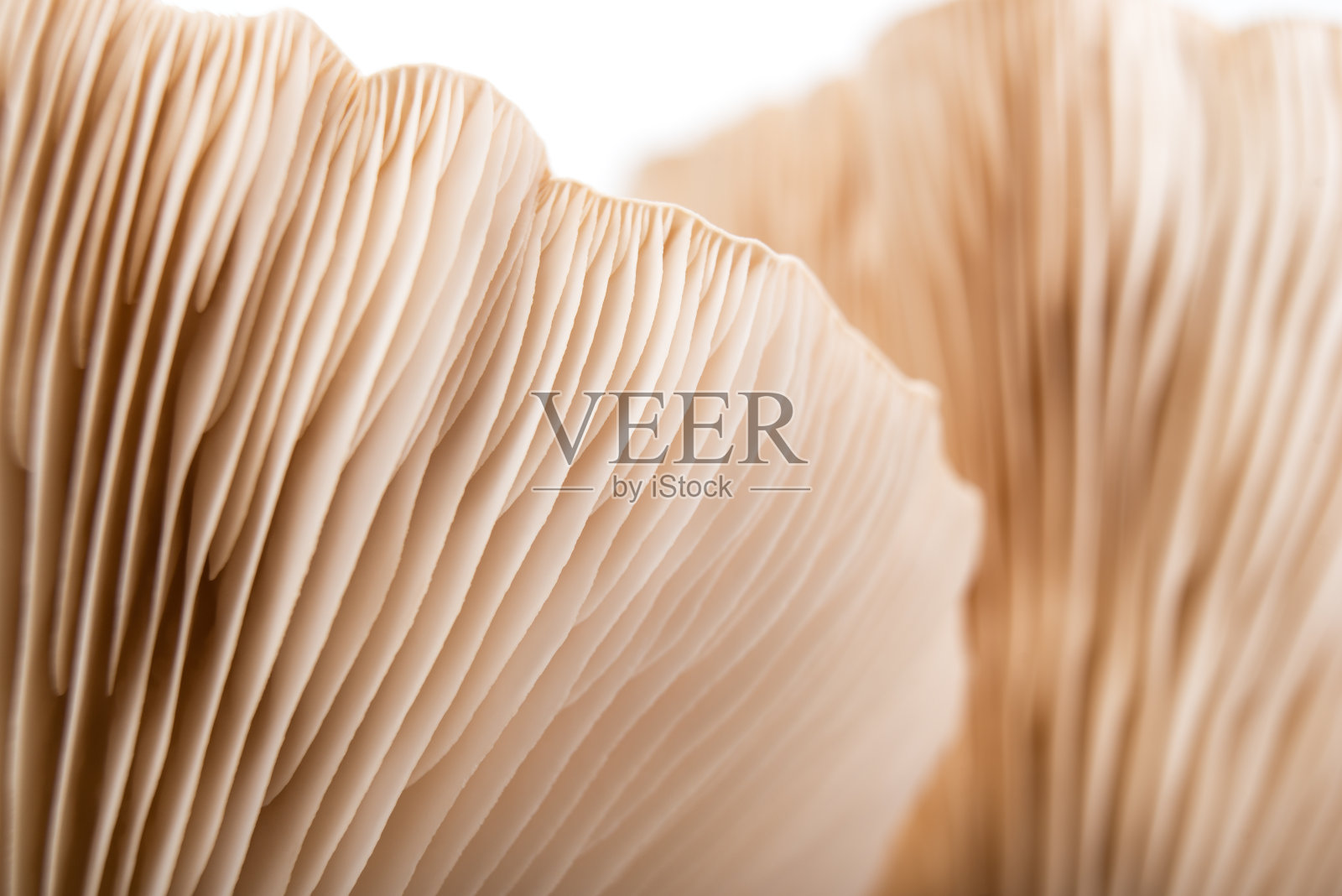 宏观蘑菇图案抽象软设计照片摄影图片