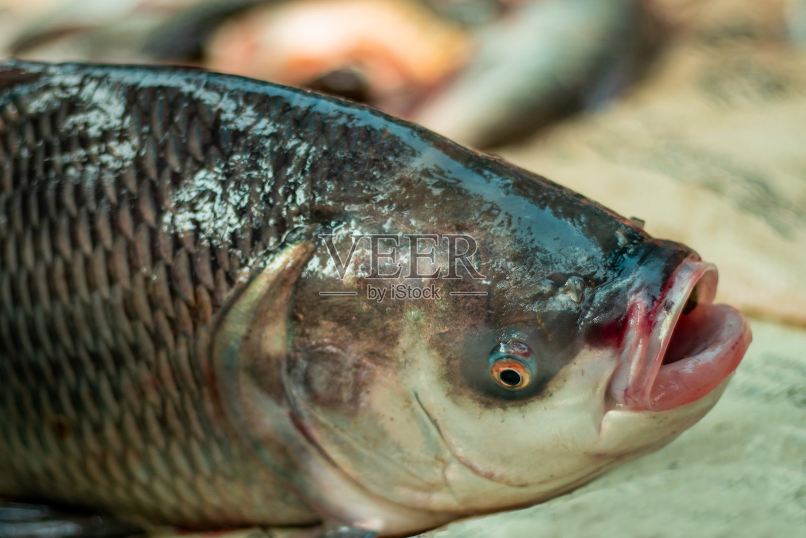 一条没有水可煮的鱼照片摄影图片