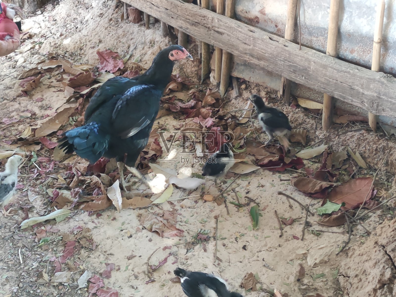 鸡的特写照片照片摄影图片