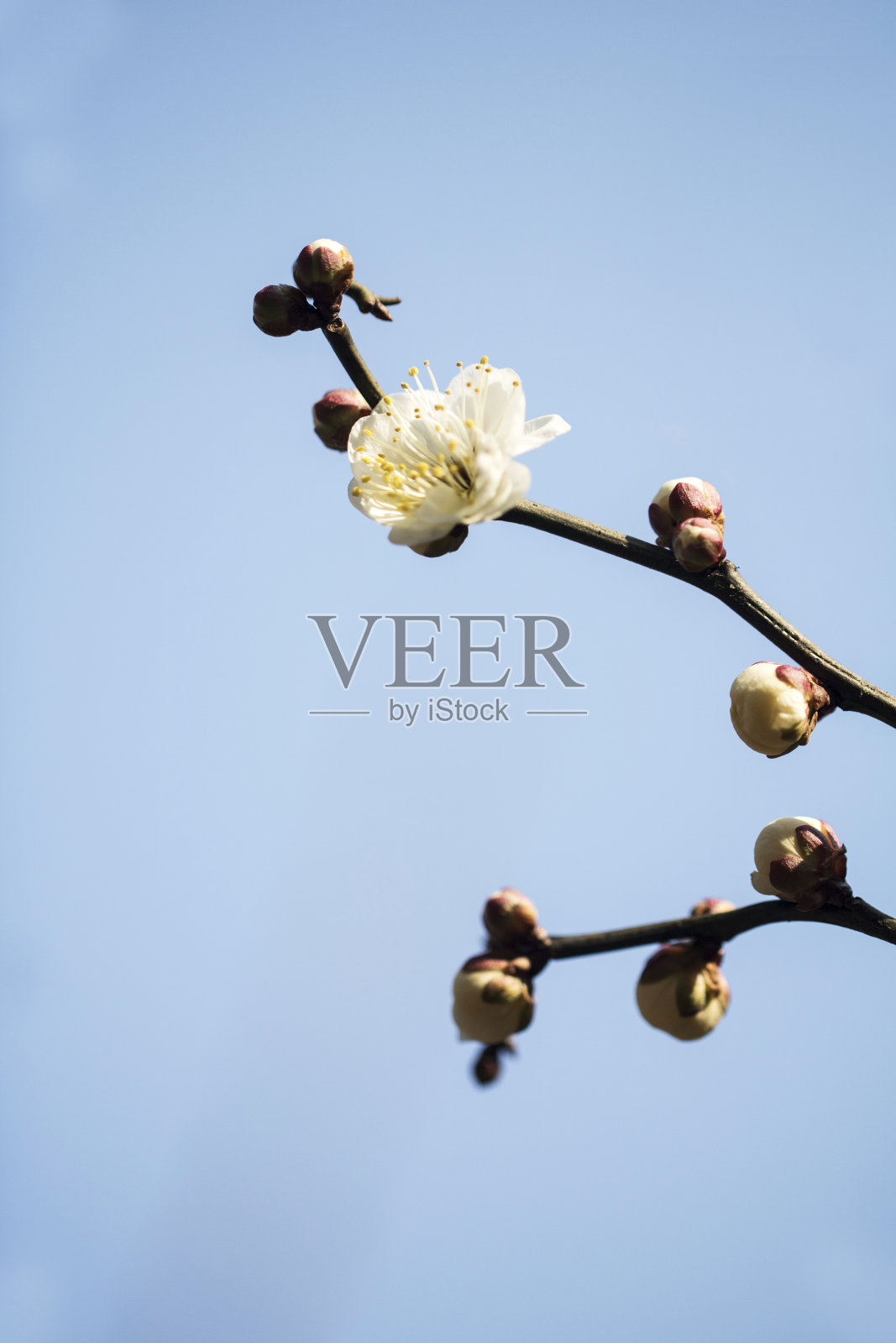 梅花花照片摄影图片