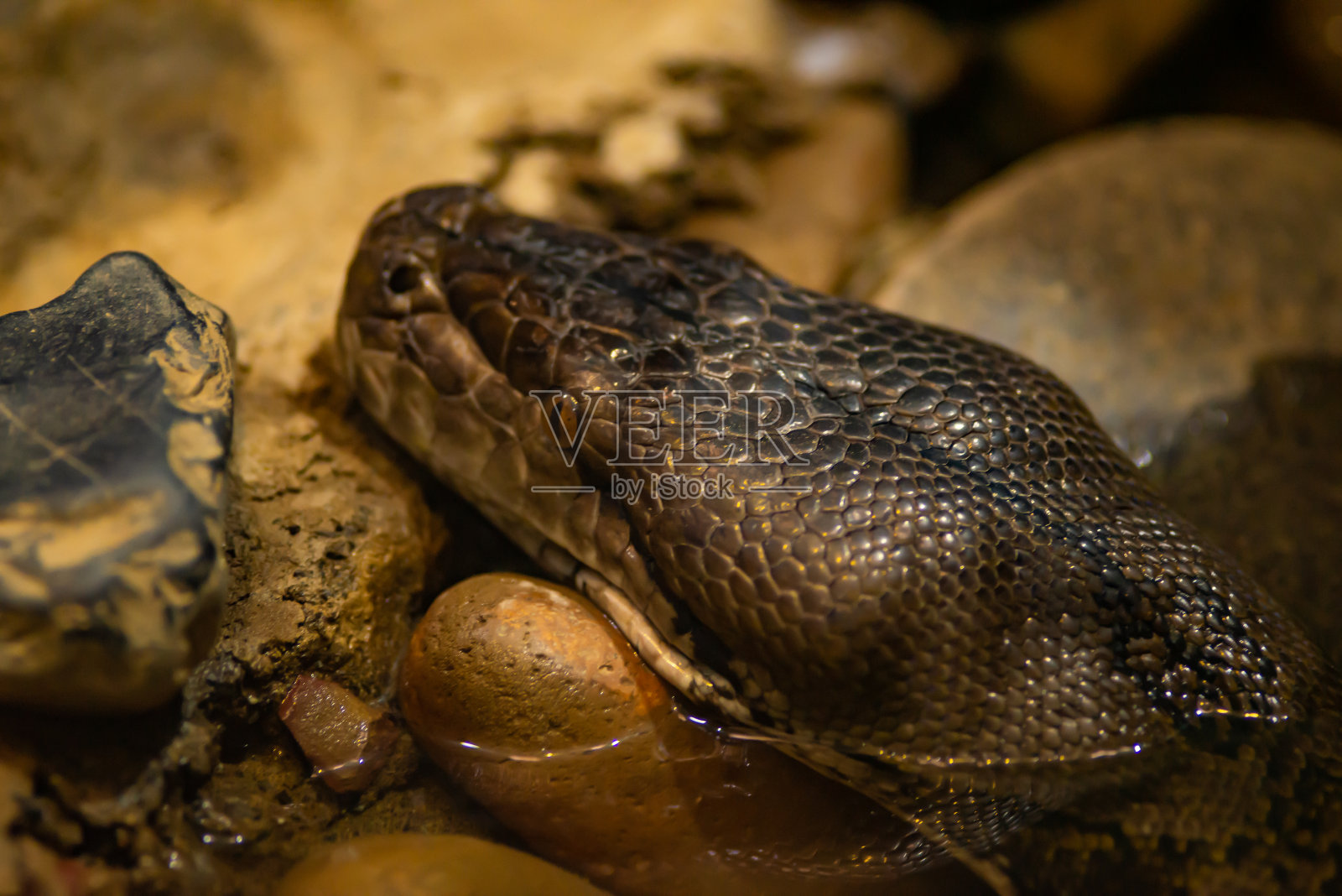 蛇头照片摄影图片