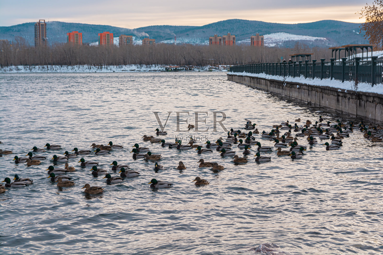 一群野鸭在城市附近的河里游泳照片摄影图片