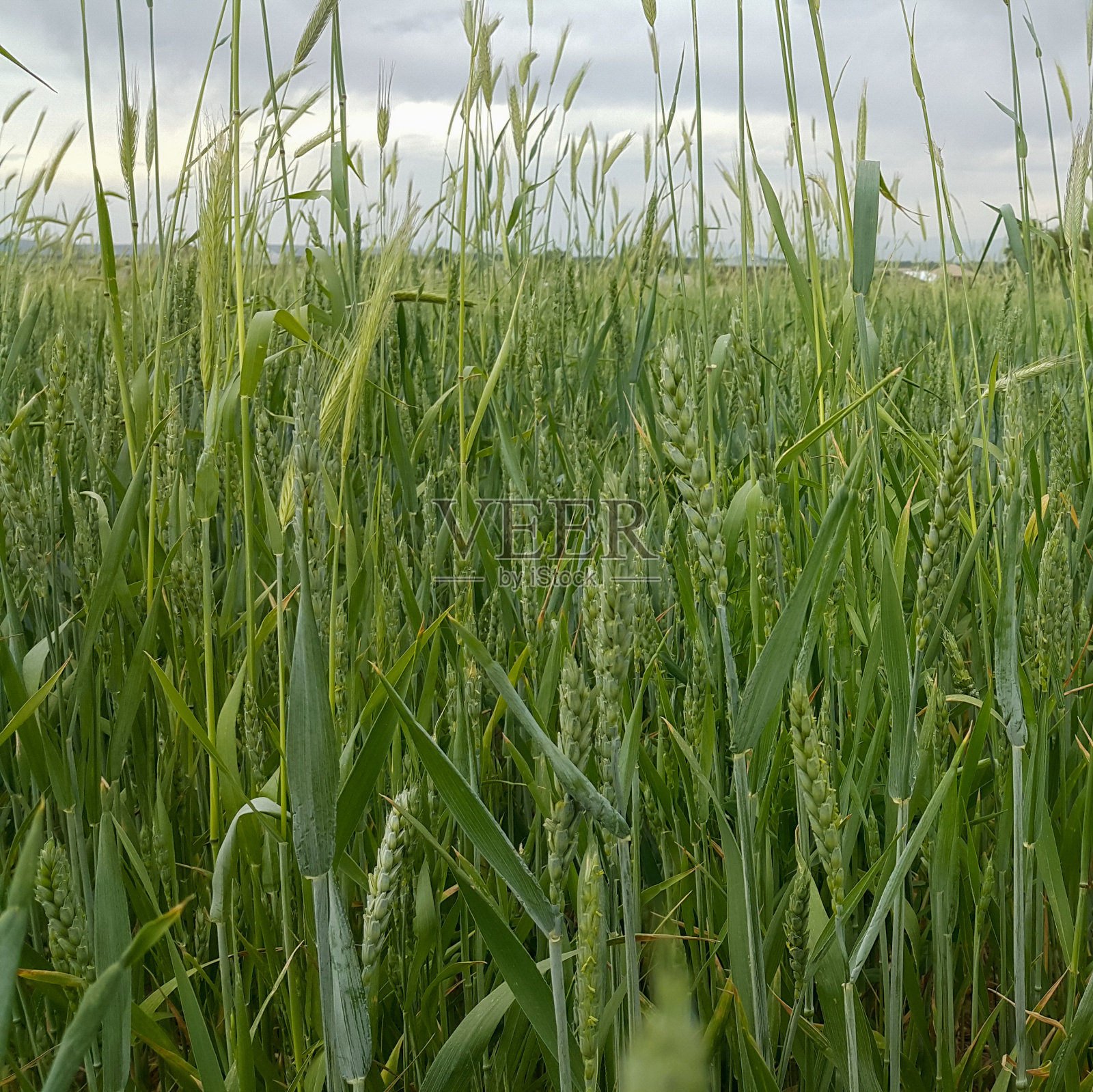 绿色的麦田。农业文化。一个平静的场景。工业和食品生产。照片摄影图片