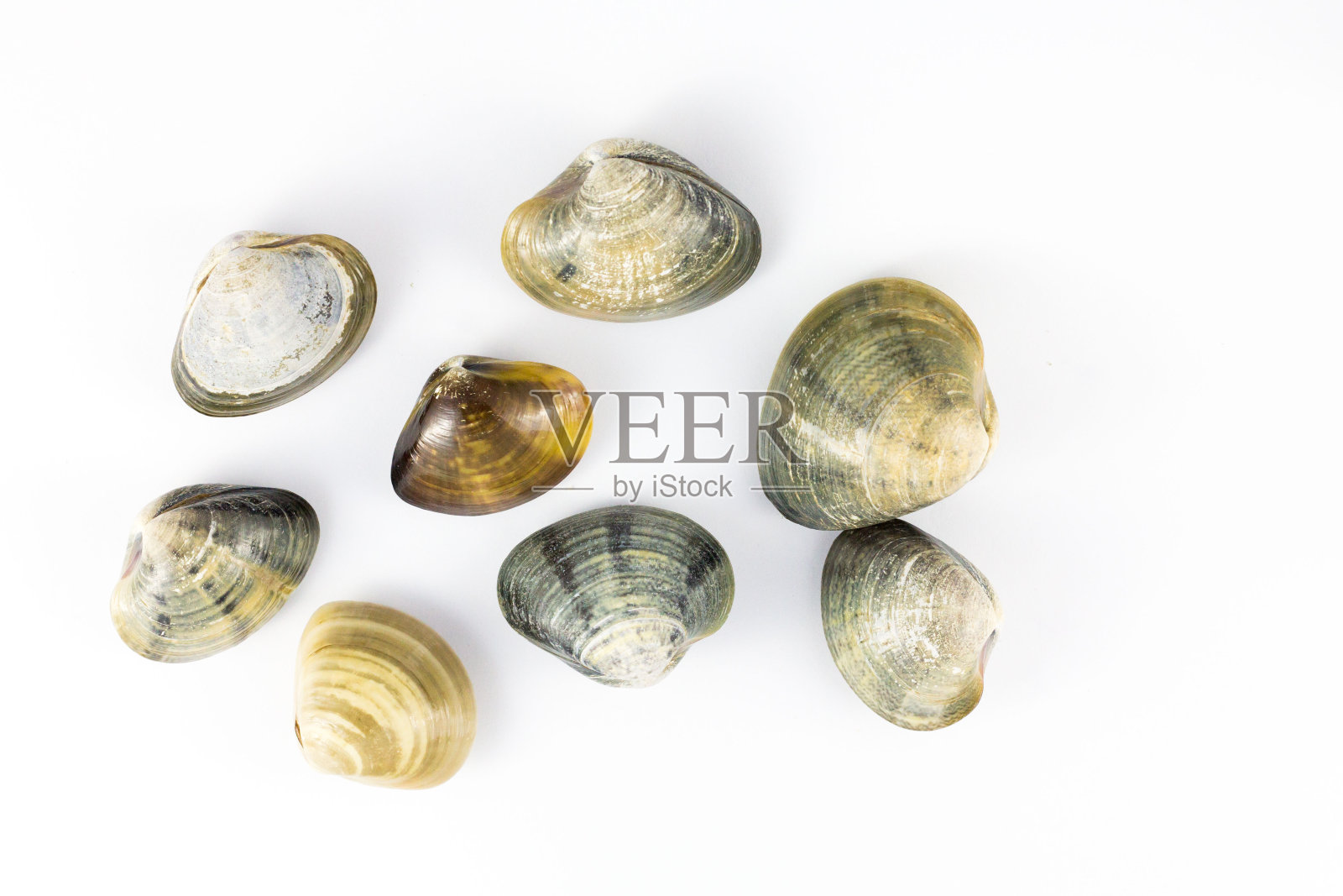 真正的生蛤与孤立的白色背景照片摄影图片