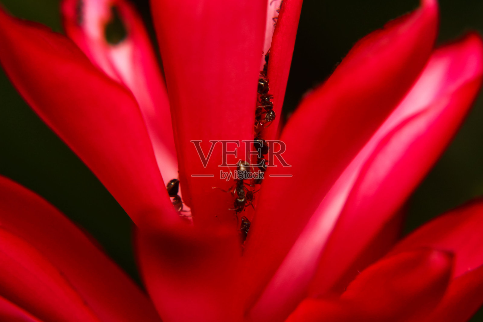 近距离微距摄影的花景照片摄影图片