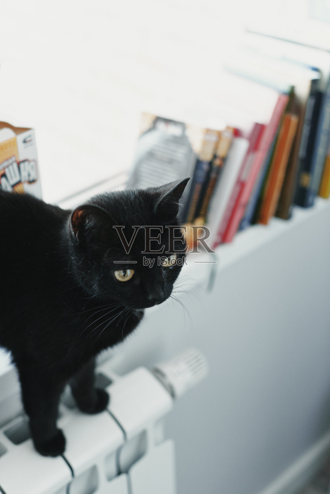 CatÂ在房子里- a blackÂ窗台上的猫。舒适的家和hygge时尚的概念。斯堪的纳维亚风格,hygge,秋冬周末的舒适概念。照片摄影图片