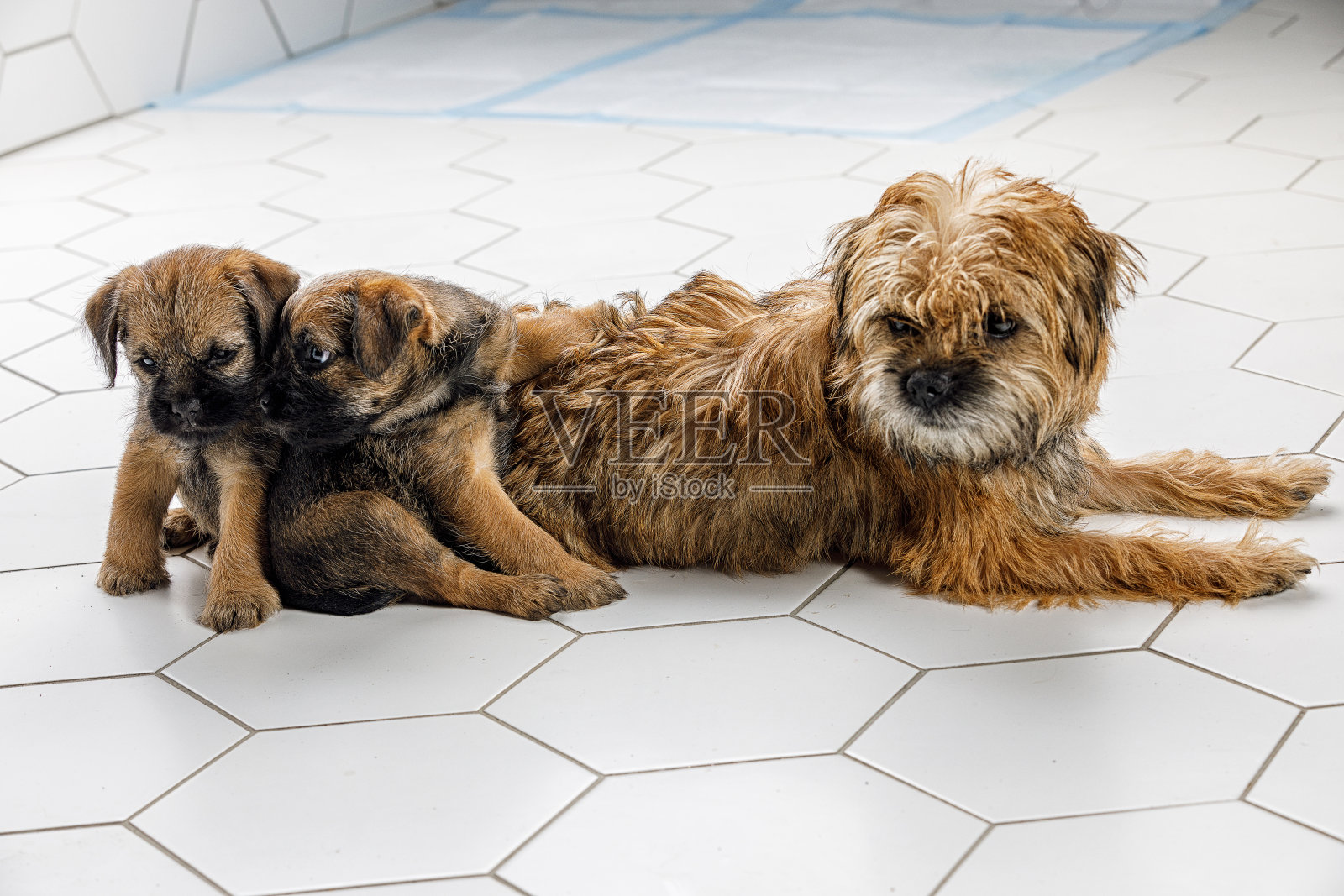 两只漂亮的小狗和它的妈妈在一块白色的瓷砖上照片摄影图片