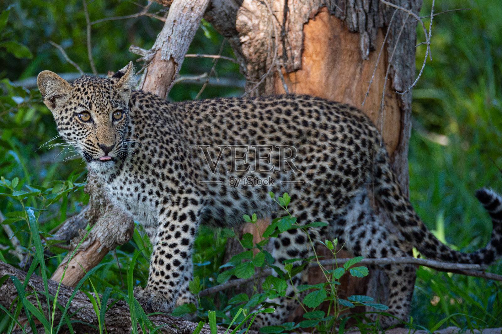 野外的小豹照片摄影图片