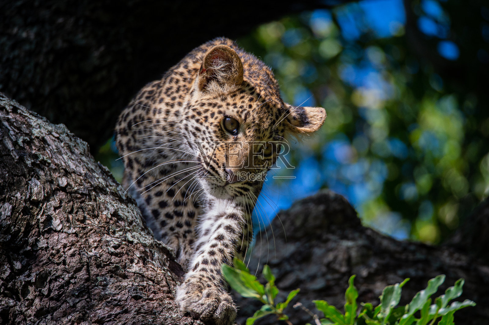 树上的小豹照片摄影图片