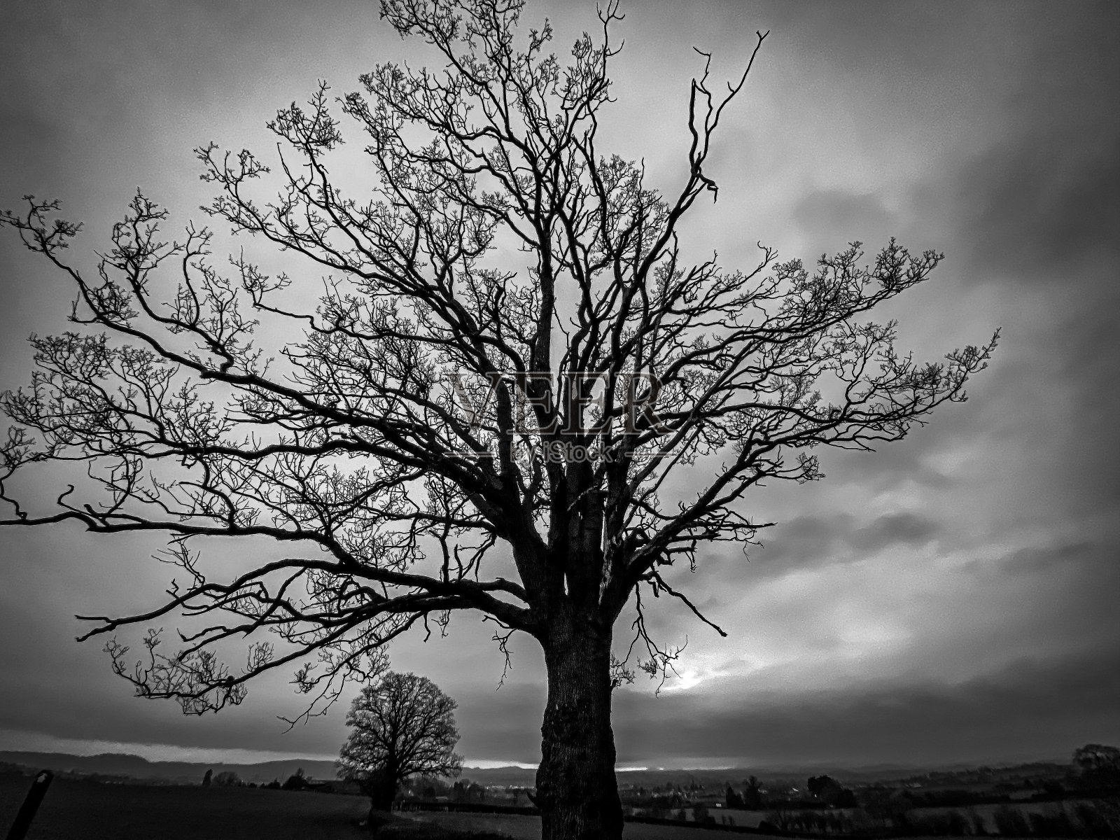 喜怒无常的树照片摄影图片