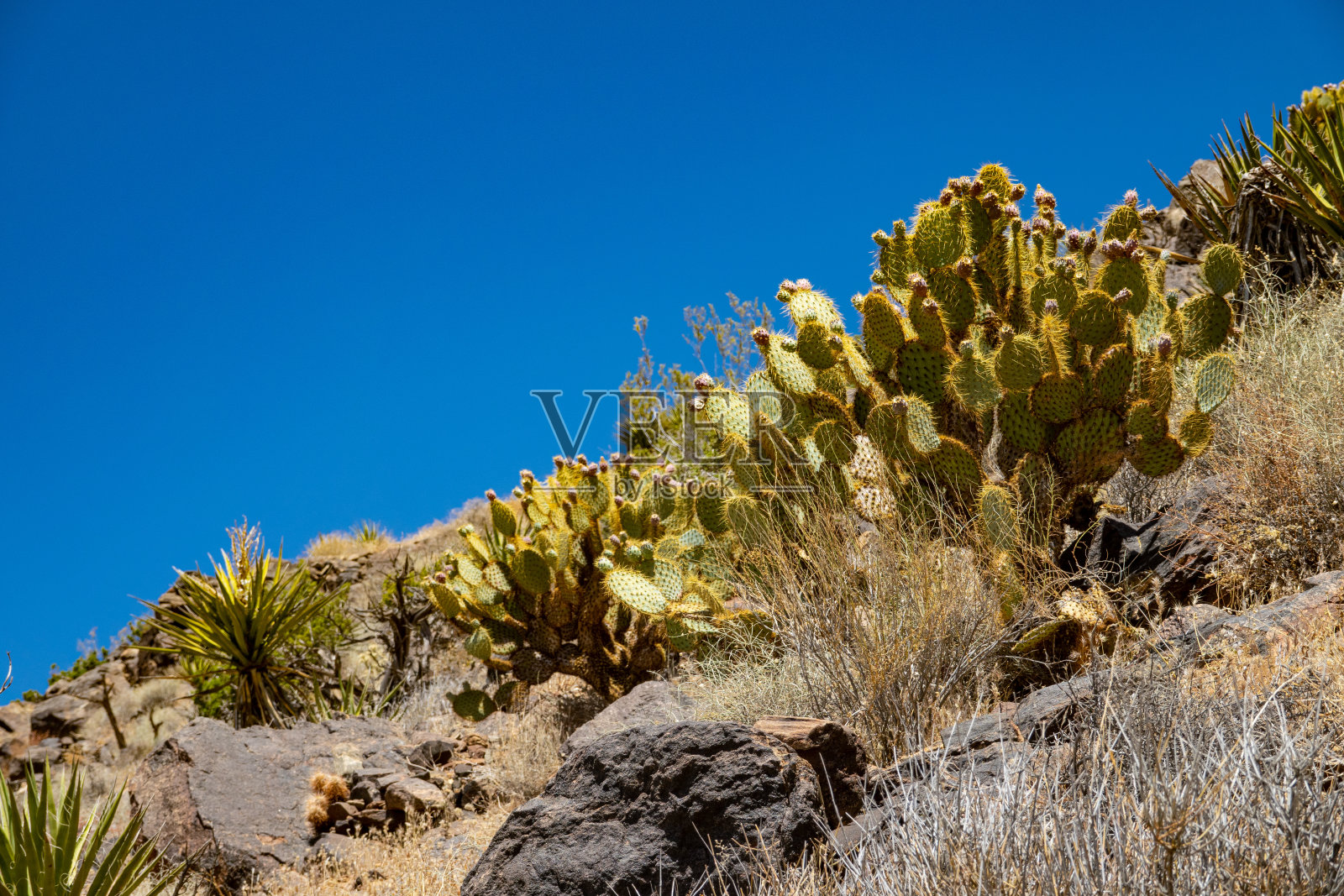 在约书亚树的瑞安山徒步旅行照片摄影图片
