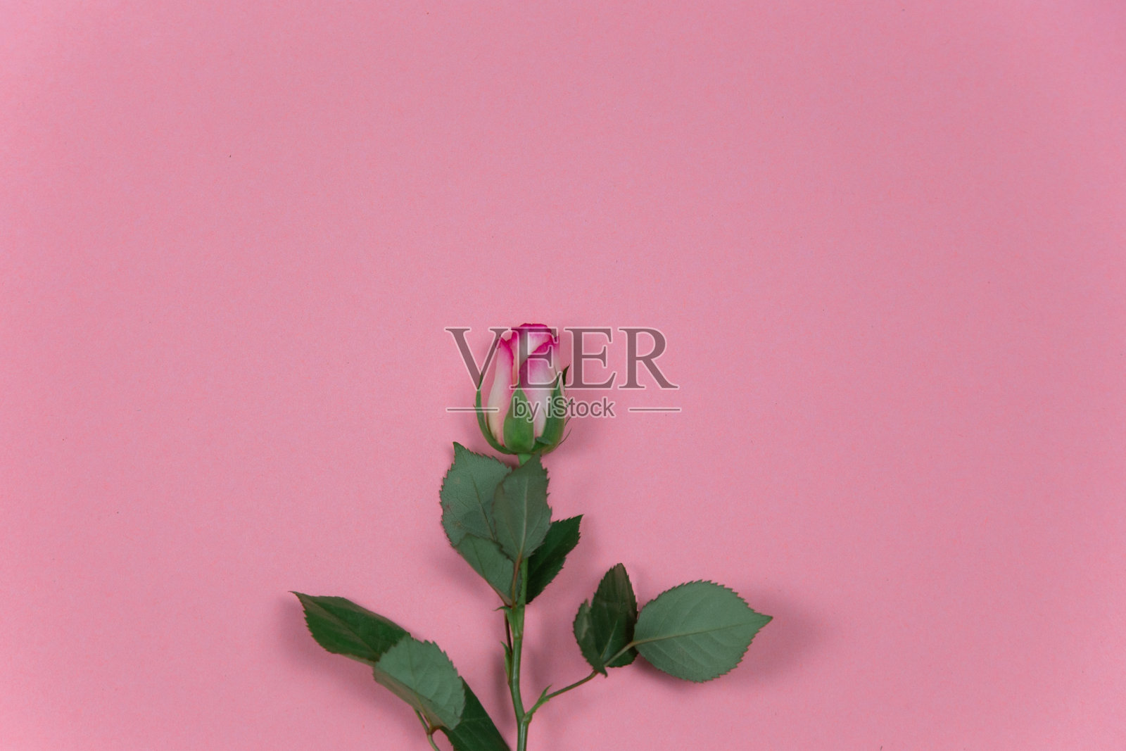 2月14日情人节,粉色背景上的玫瑰照片摄影图片