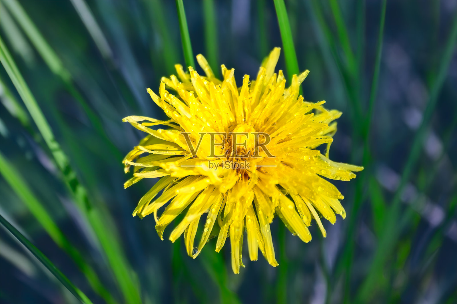 早晨的田野背景与野花。草地上的野花。照片摄影图片