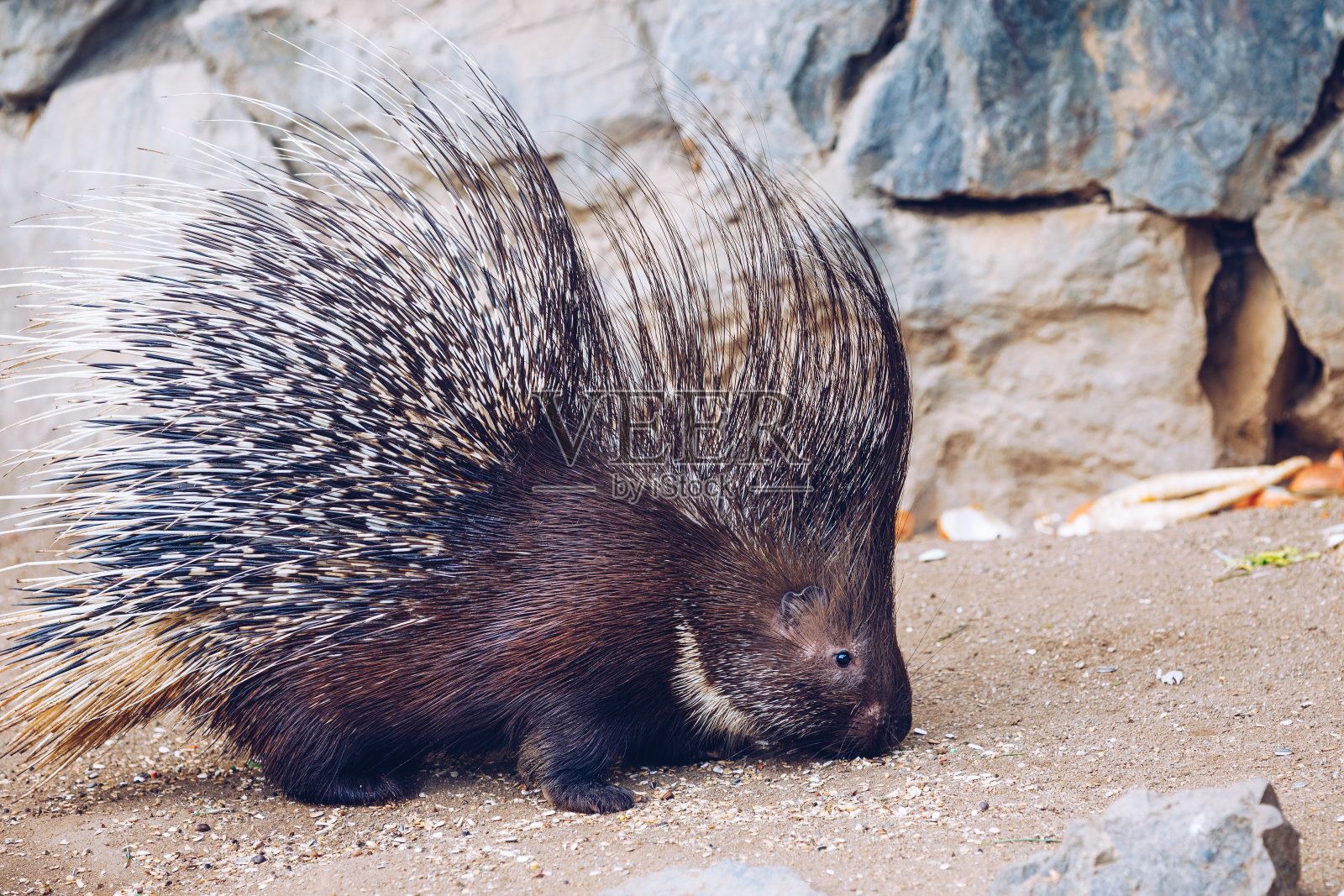 捷克共和国布拉格动物园里的豪猪。豪猪,普通豪猪。大豪猪的特写。照片摄影图片