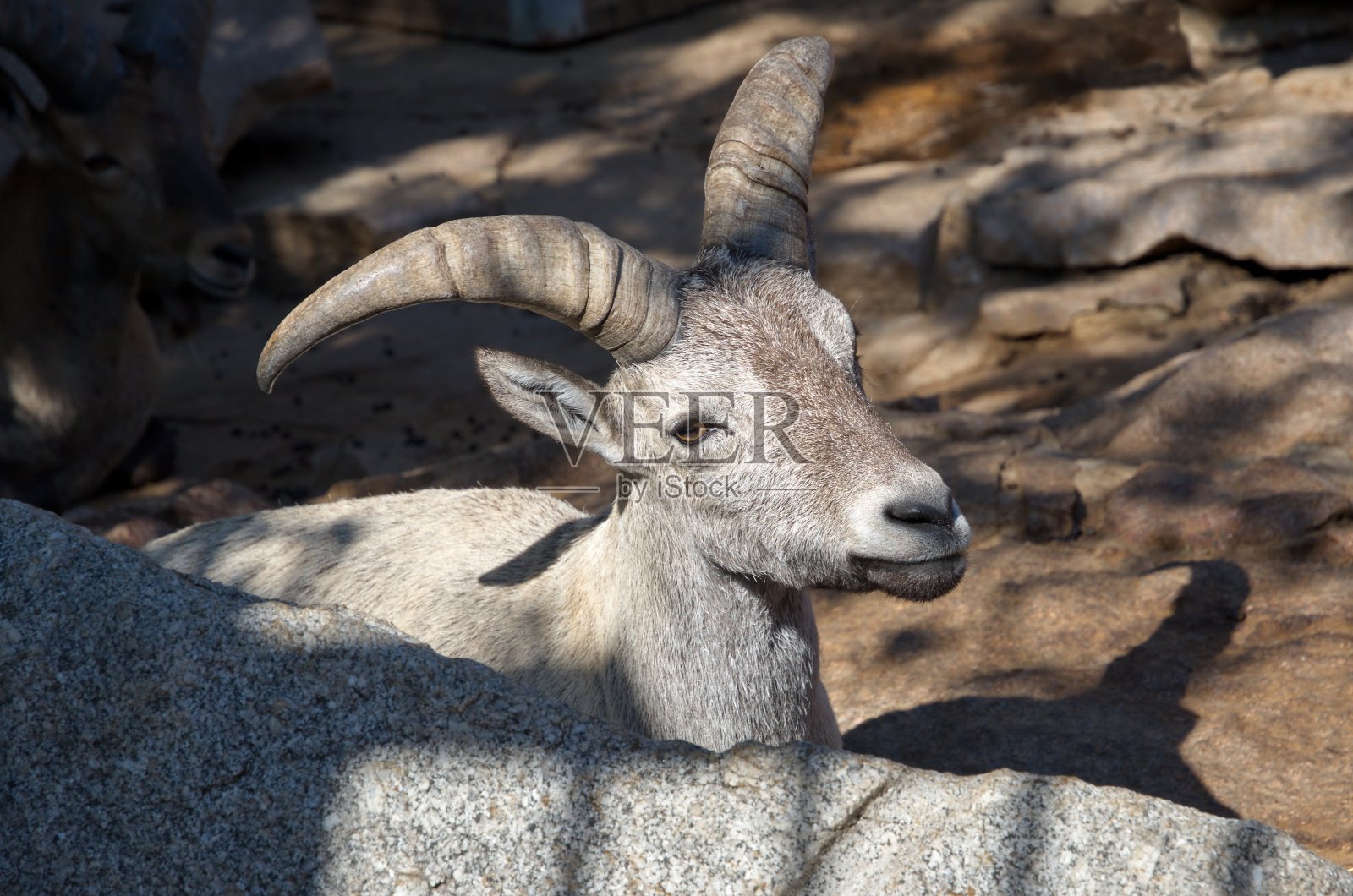 卡普拉西林德里科尼斯特写照片摄影图片