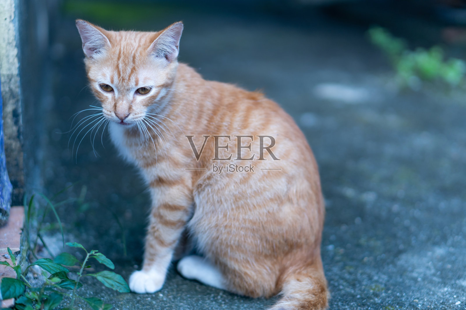 美丽的棕色虎斑猫与棕色眼睛的肖像照片摄影图片