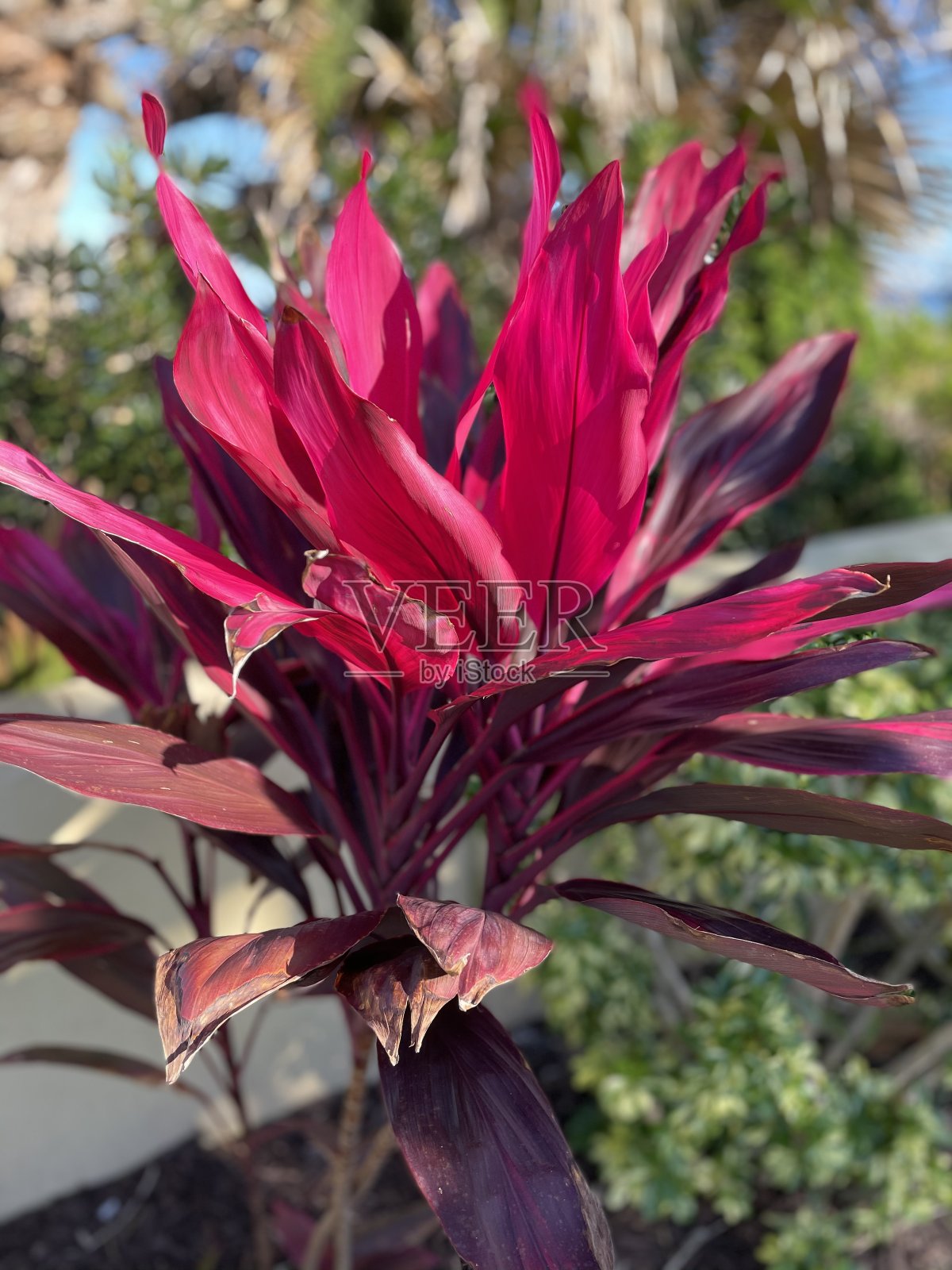 电粉热带植物照片摄影图片