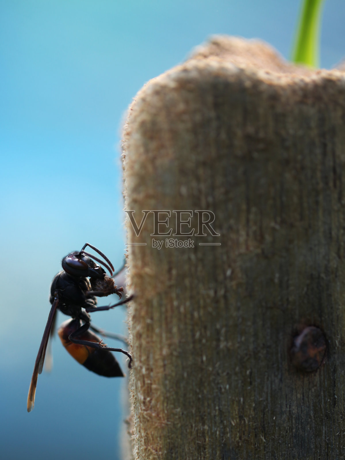黄蜂的动物照片摄影图片