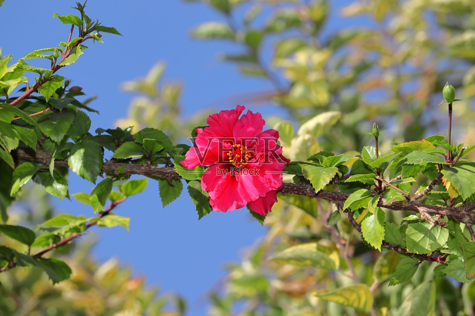 一朵红色的芙蓉花在树上盛开照片摄影图片