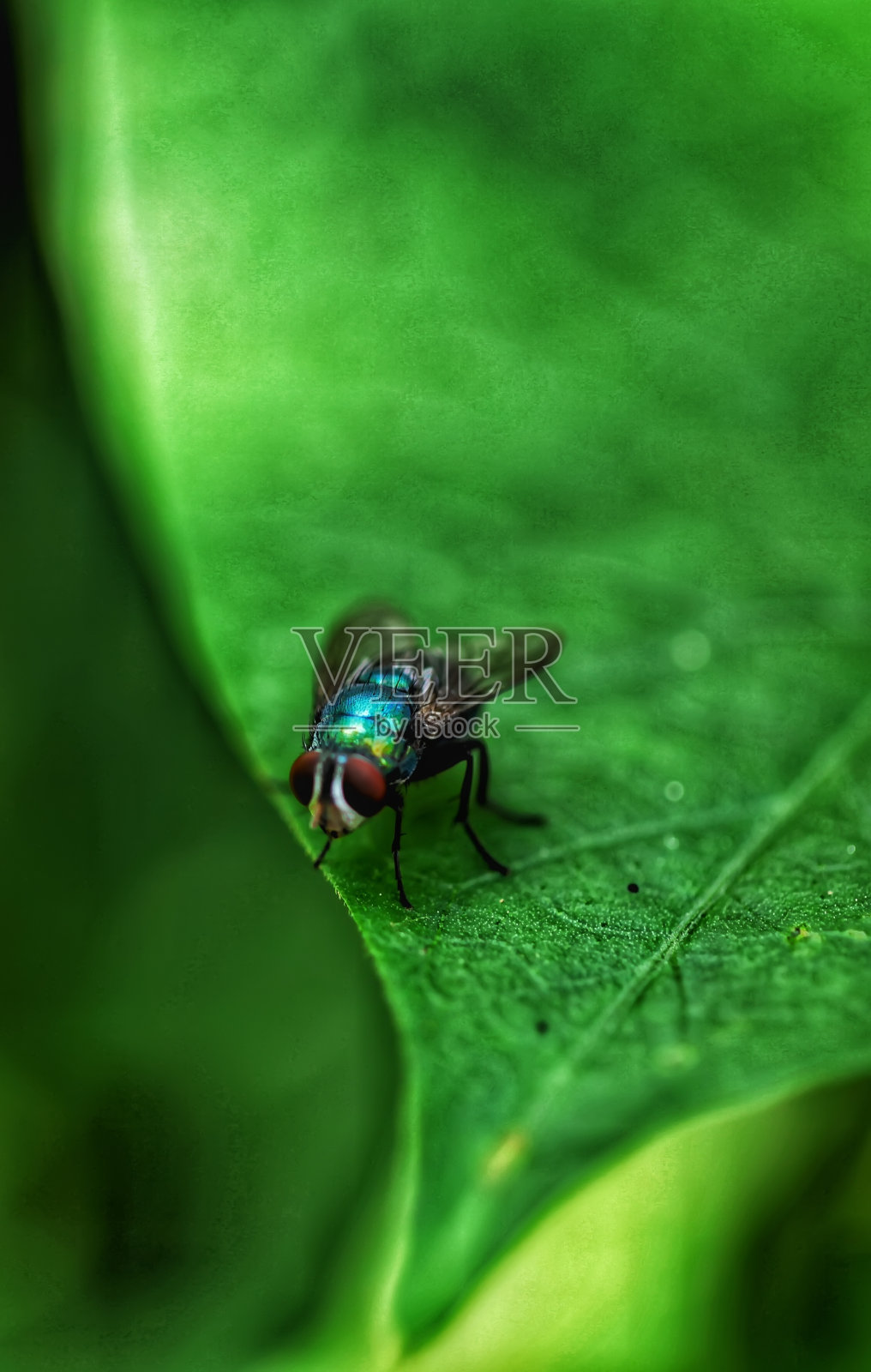 动物的苍蝇照片摄影图片