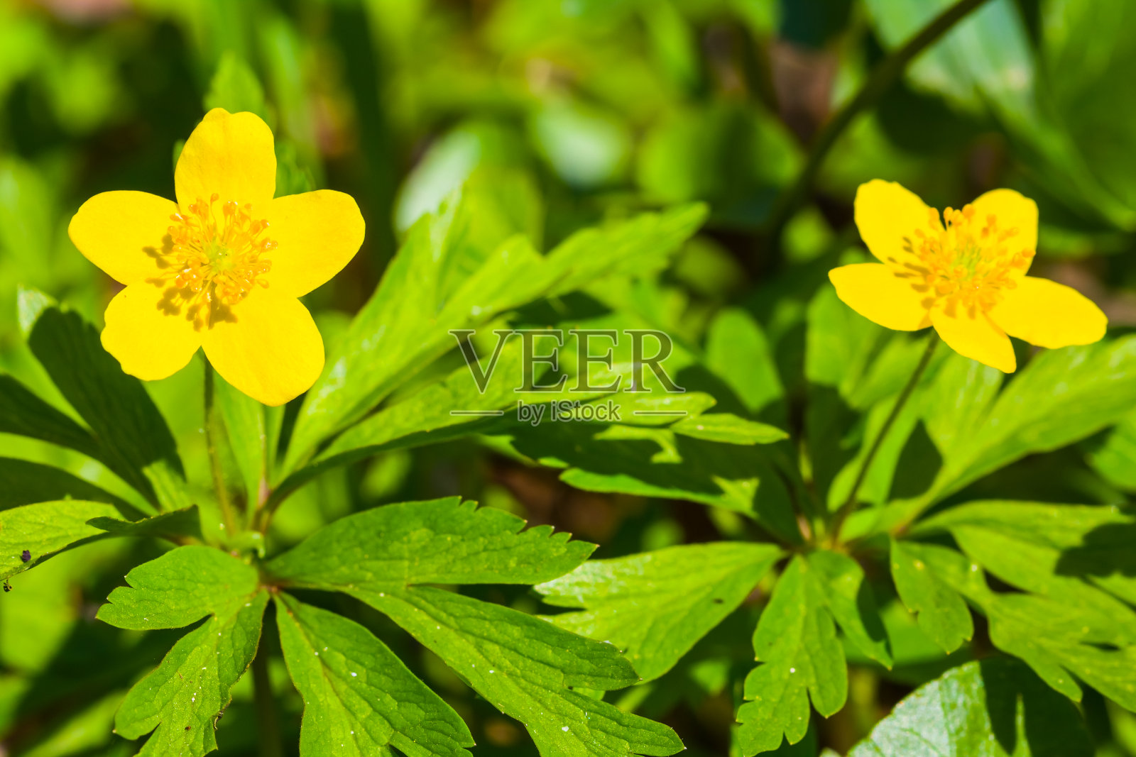 特写春天的鲜花场景照片摄影图片