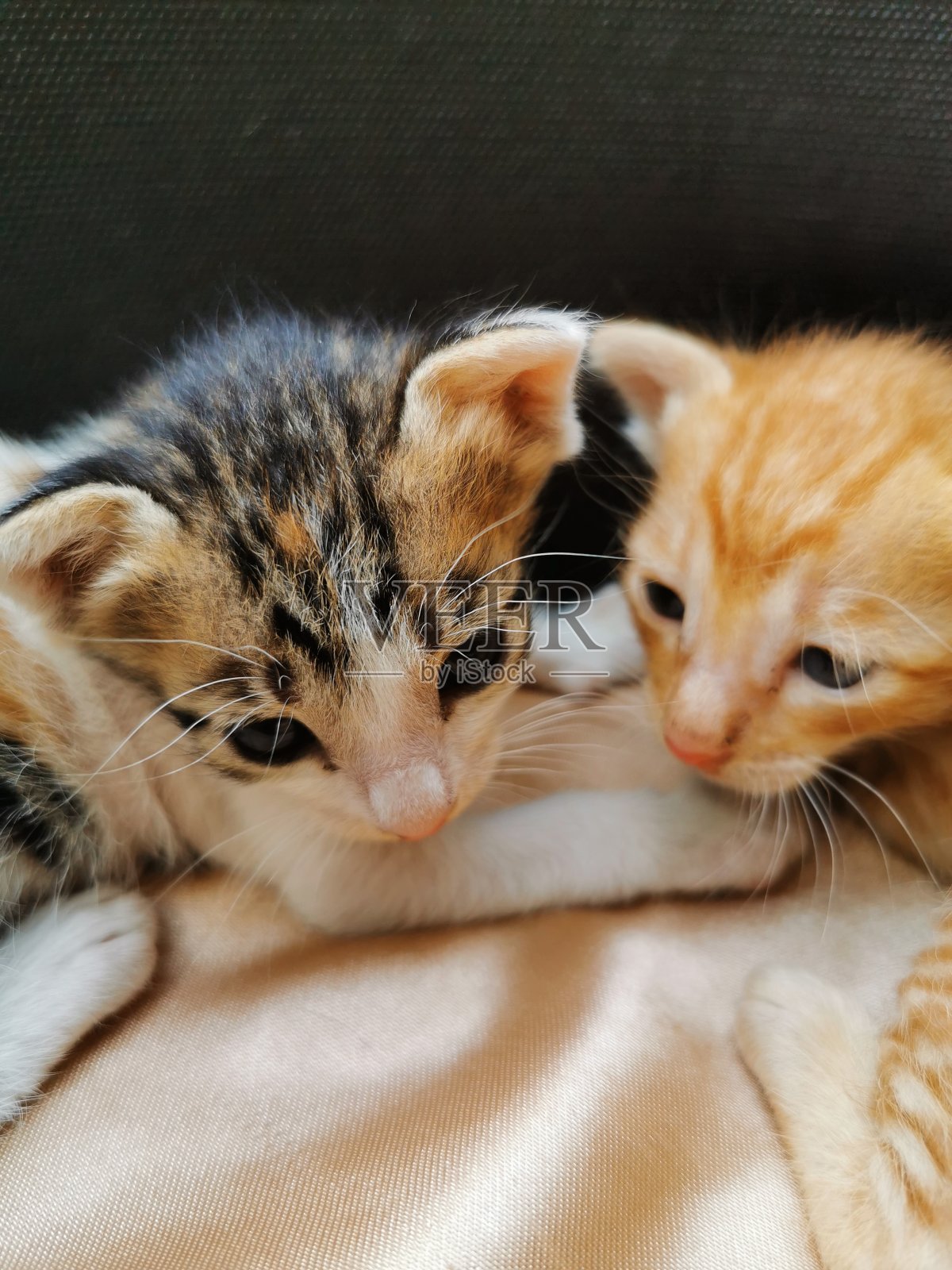 你好兄弟照片摄影图片