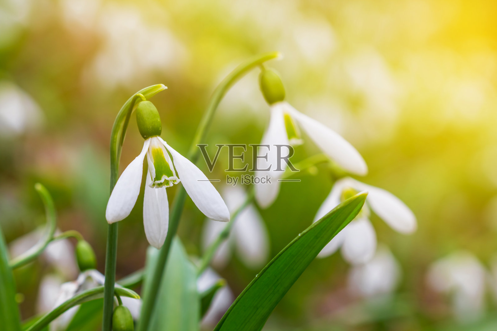 小而美丽的白色雪花莲丛照片摄影图片