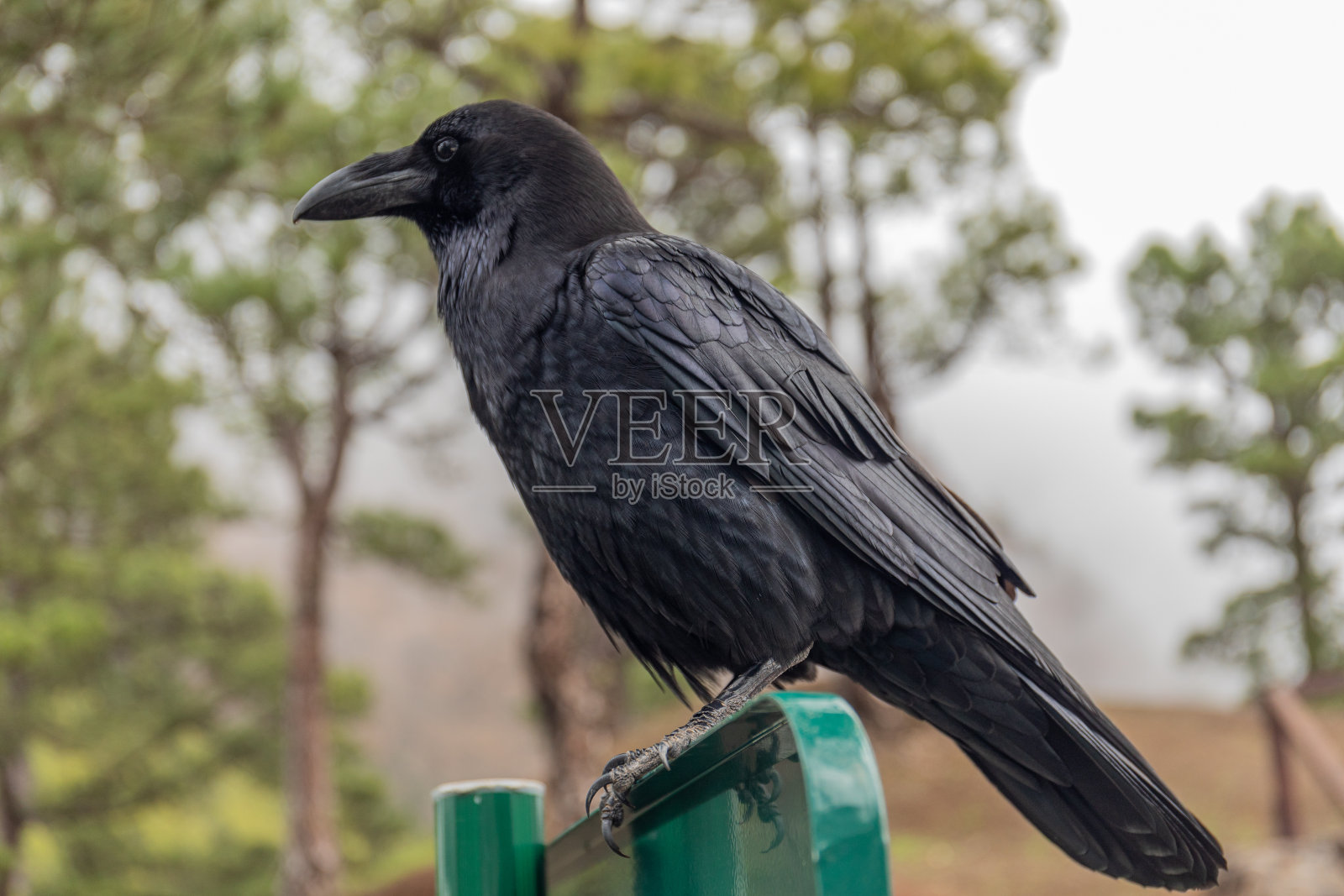 常见的乌鸦照片摄影图片