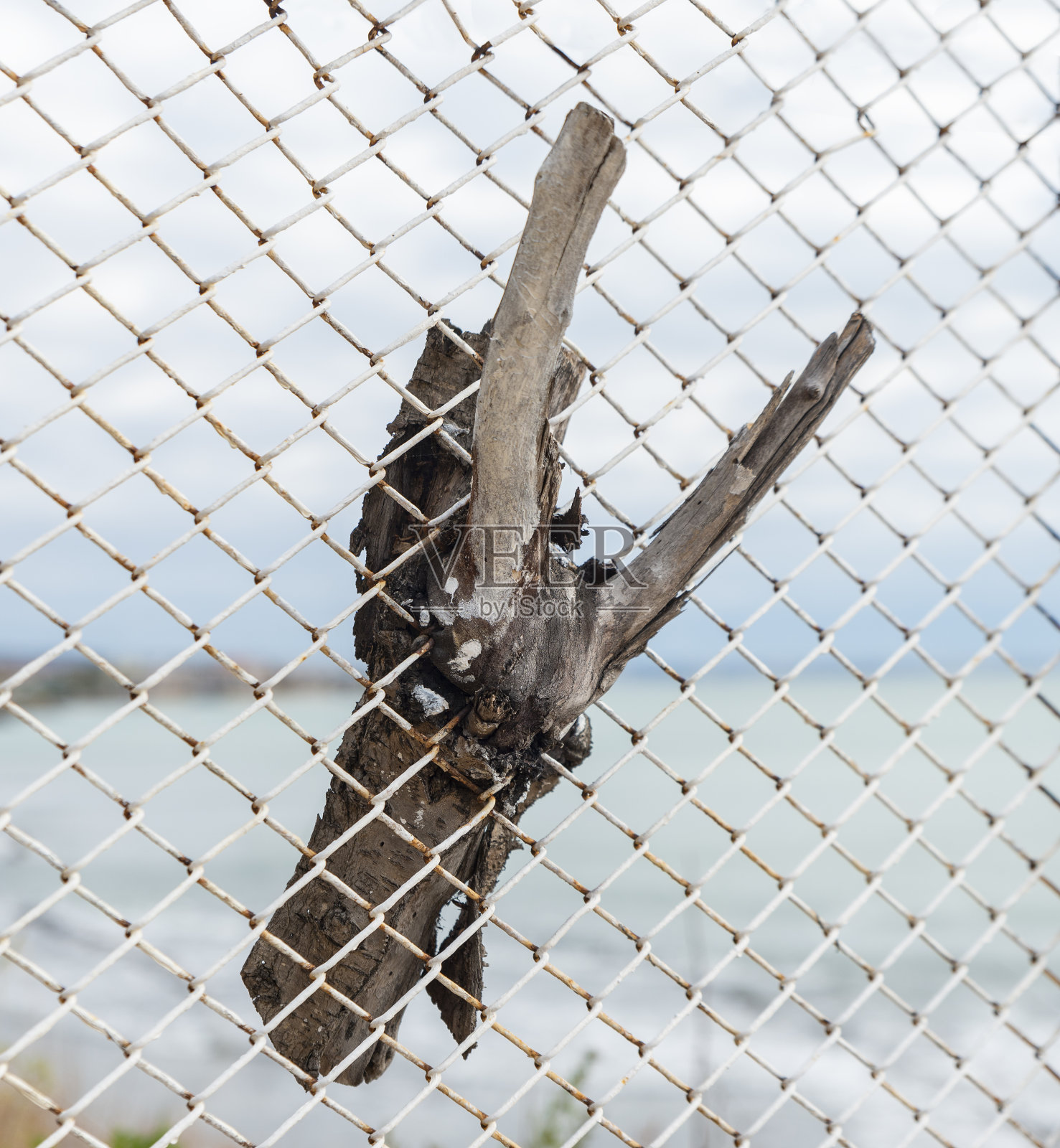 篱笆网长在树上照片摄影图片