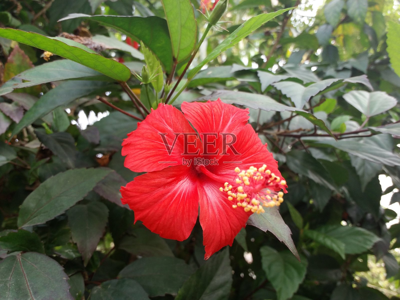 红色月季‘芙蓉’照片摄影图片