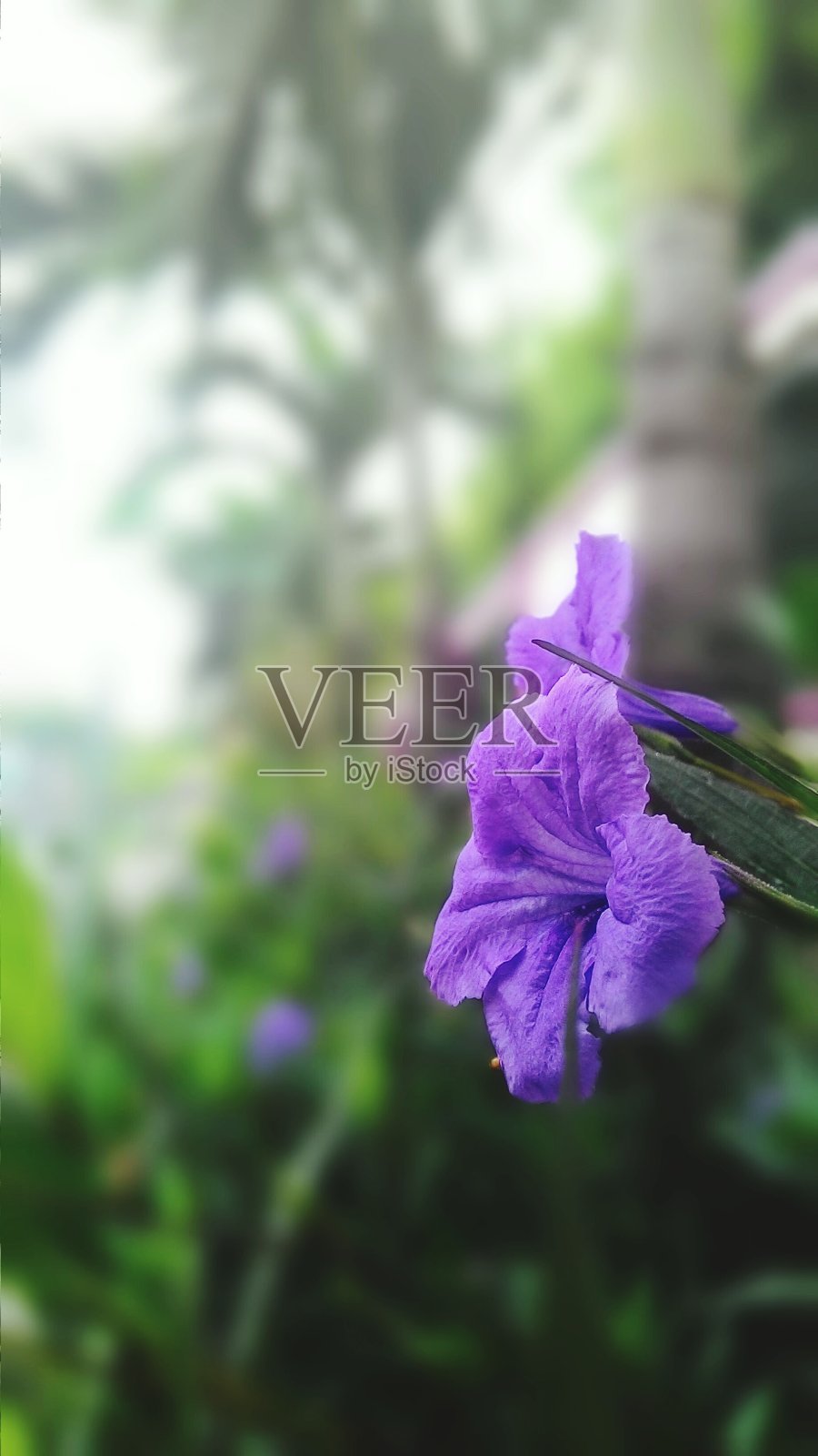 花盛开照片摄影图片