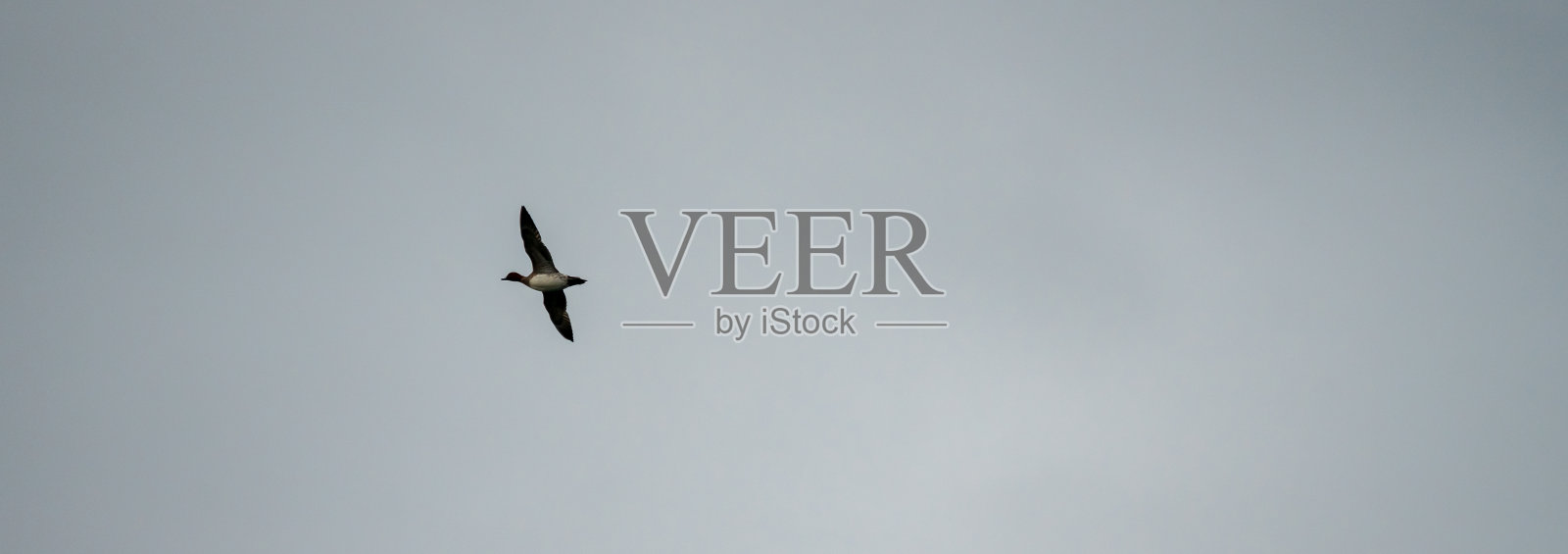 会飞的鸭子全景照片摄影图片