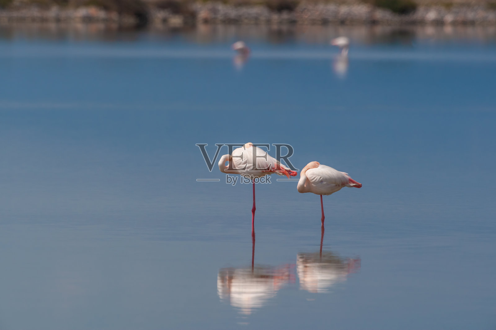 罗斯的phoenicopterus照片摄影图片