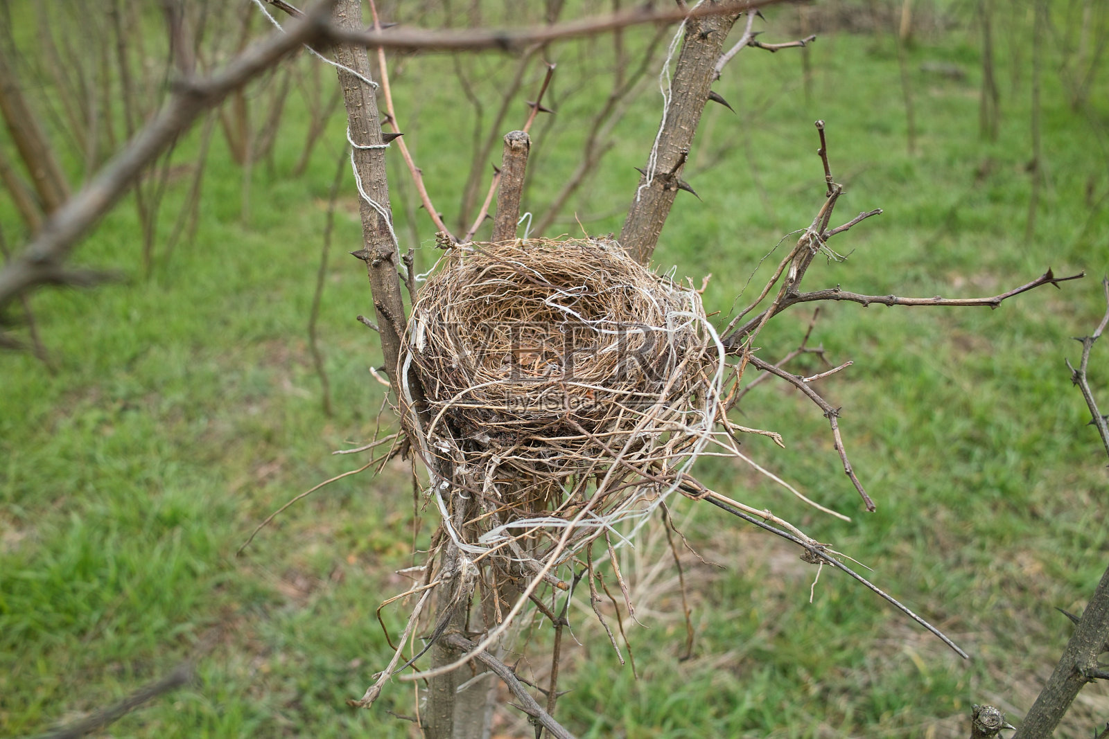 空鸟在春天筑巢。照片摄影图片