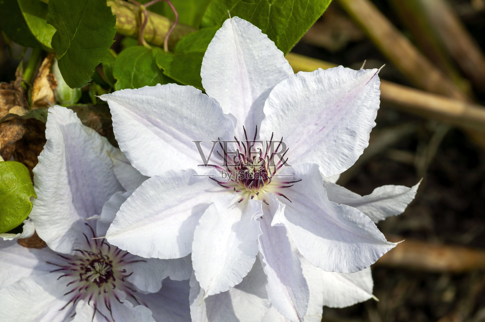铁线莲的白雪女王照片摄影图片